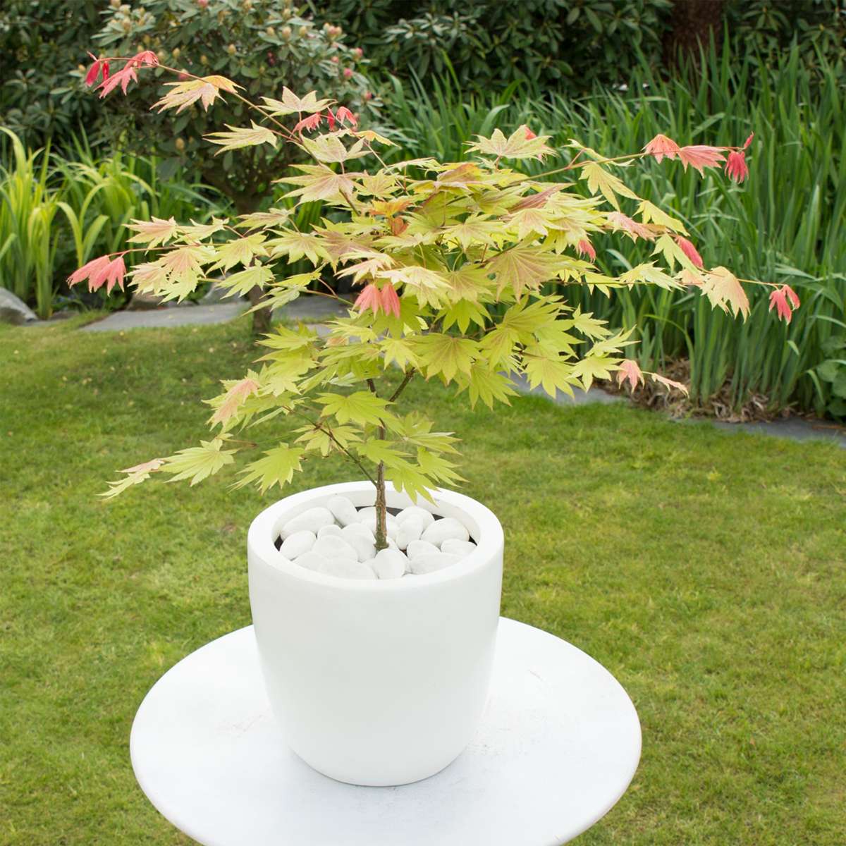 Florastore Japanischer Ahorn - 2 Stk - Acer Palmatum 'Moonrise' - Höhe 40-50Cm - ⌀19Cm