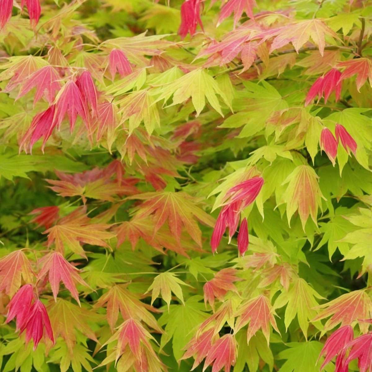 Florastore Japanischer Ahorn - 2 Stk - Acer Palmatum 'Moonrise' - Höhe 40-50Cm - ⌀19Cm