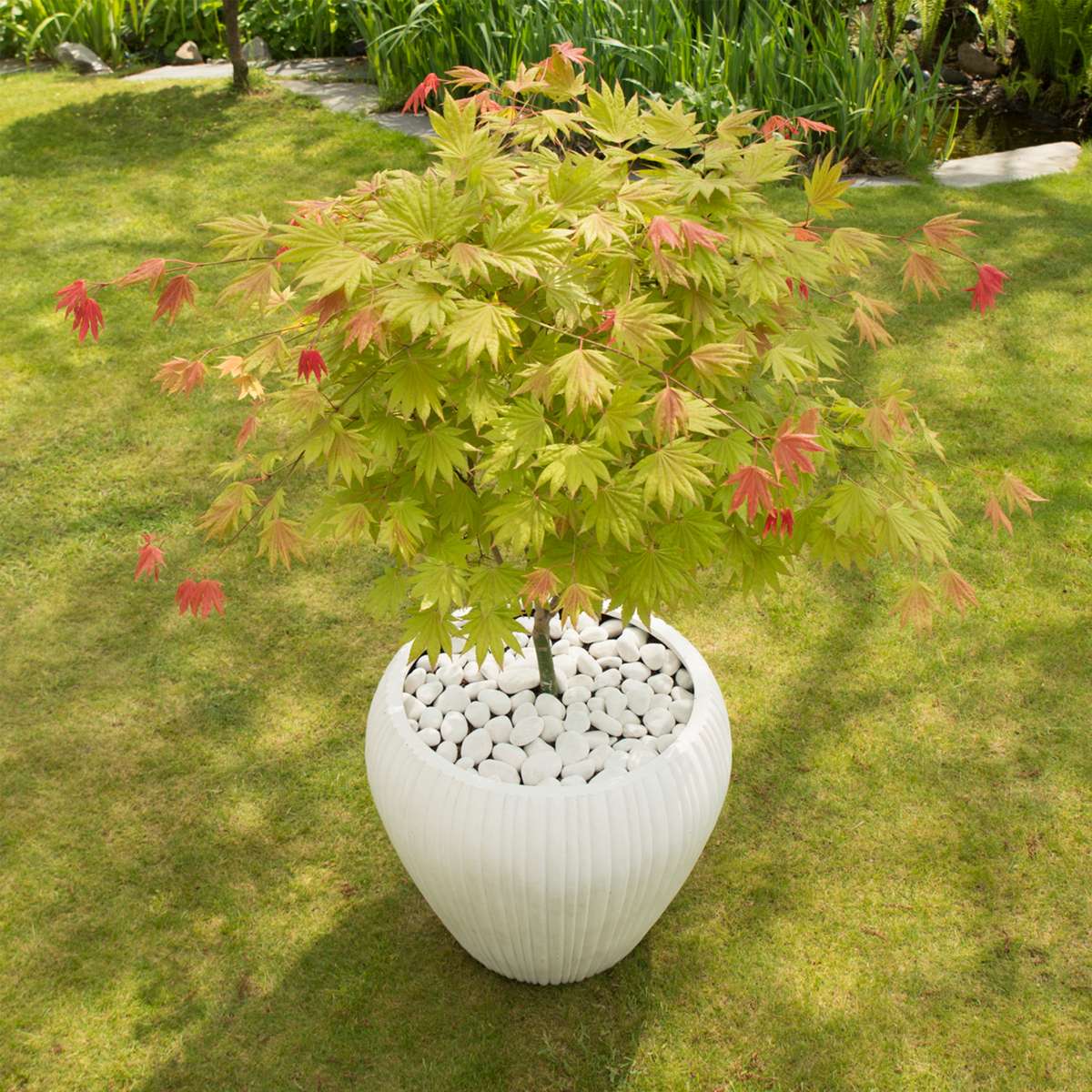 Florastore Japanischer Ahorn - 2 Stk - Acer Palmatum 'Moonrise' - Höhe 40-50Cm - ⌀19Cm