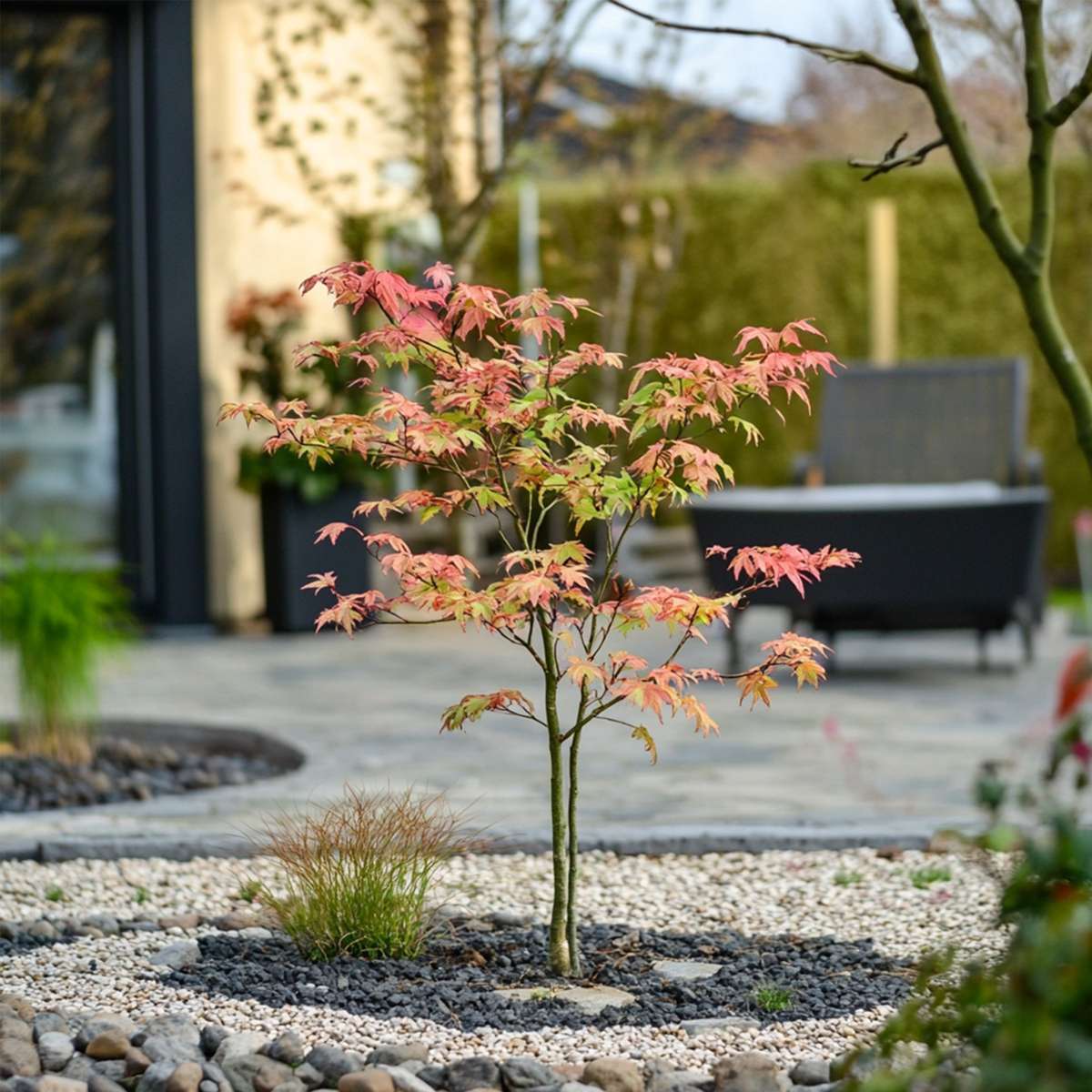 Florastore Japanischer Ahorn - 2 Stk - Acer Palmatum 'Moonrise' - Höhe 40-50Cm - ⌀19Cm