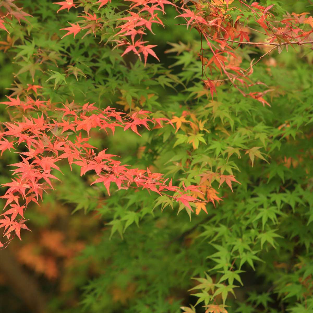 Florastore Japanischer Ahorn - 2 Stk - Acer Palmatum 'Moonrise' - Höhe 40-50Cm - ⌀19Cm