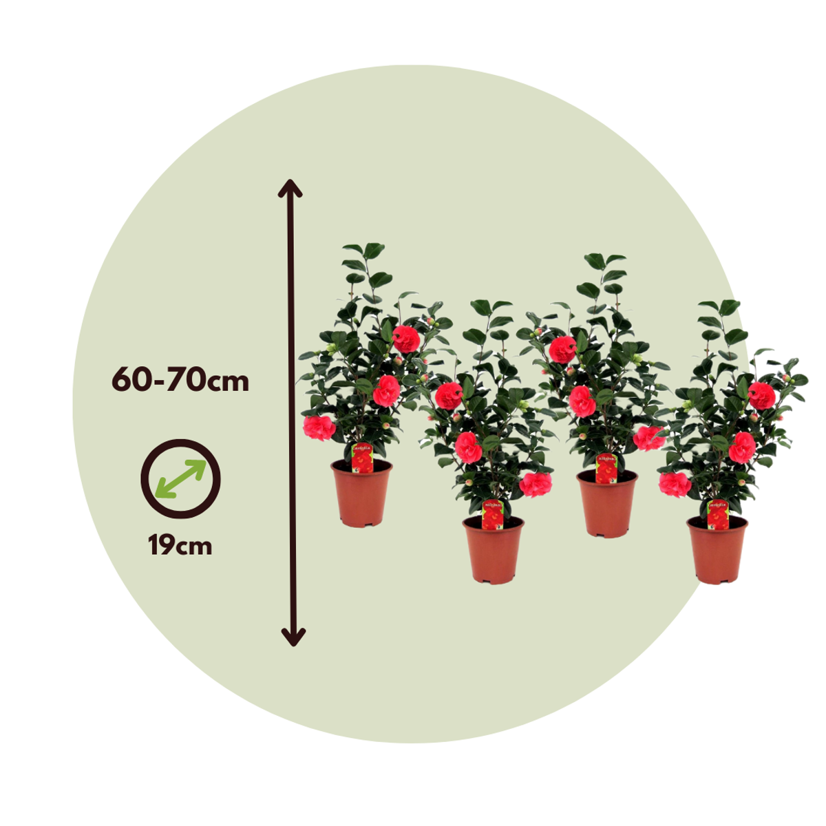 Florastore Japanische Rose - 4 Stk - Camellia Japonica Lady Campbell - Höhe 60-70Cm - ⌀19Cm
