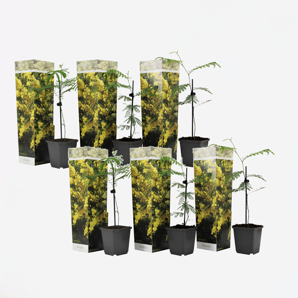 Florastore Mimosenstrauch - 6 Stk - Mimosa Dealbata - Höhe 25-40Cm - ⌀9Cm