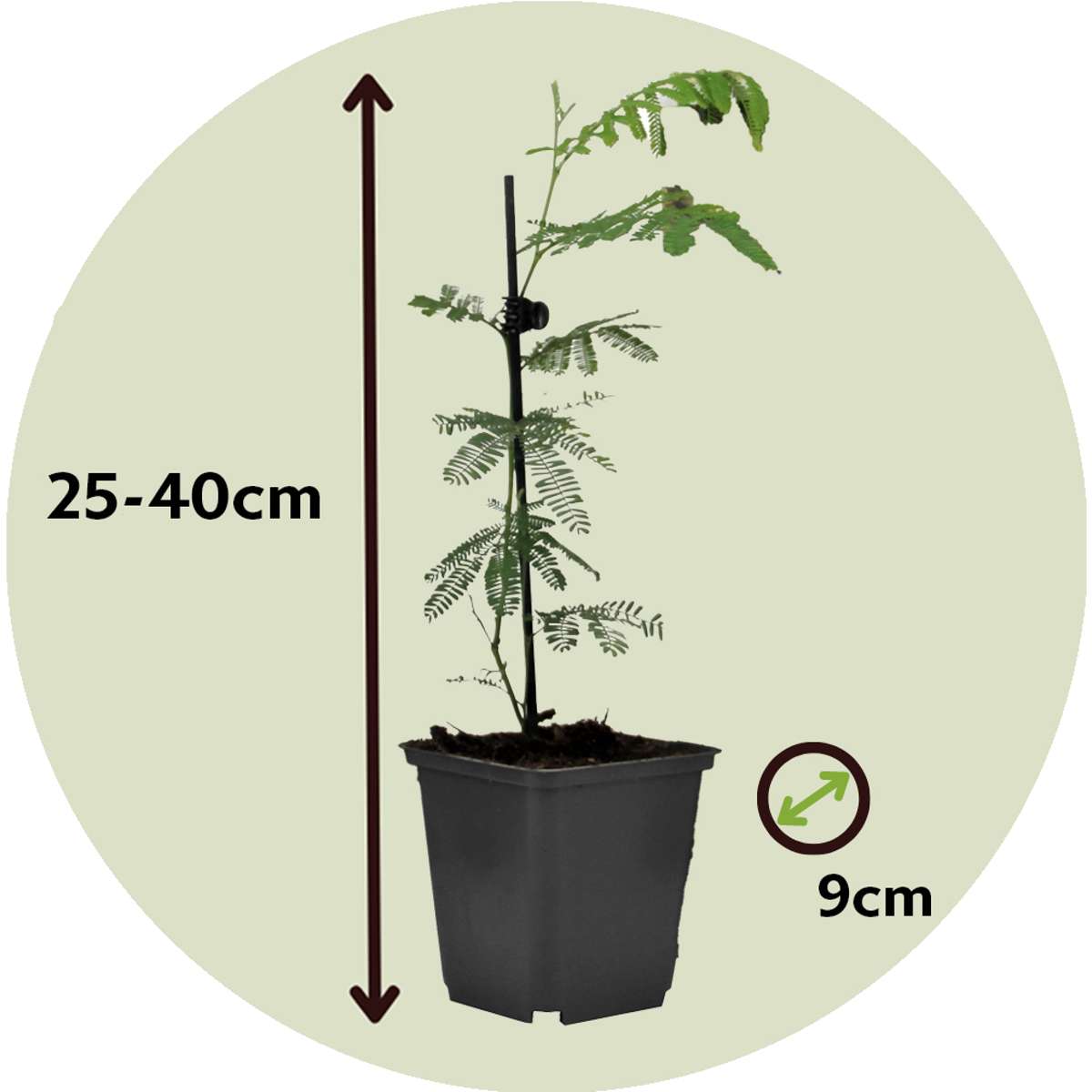 Florastore Mimosenstrauch - 6 Stk - Mimosa Dealbata - Höhe 25-40Cm - ⌀9Cm