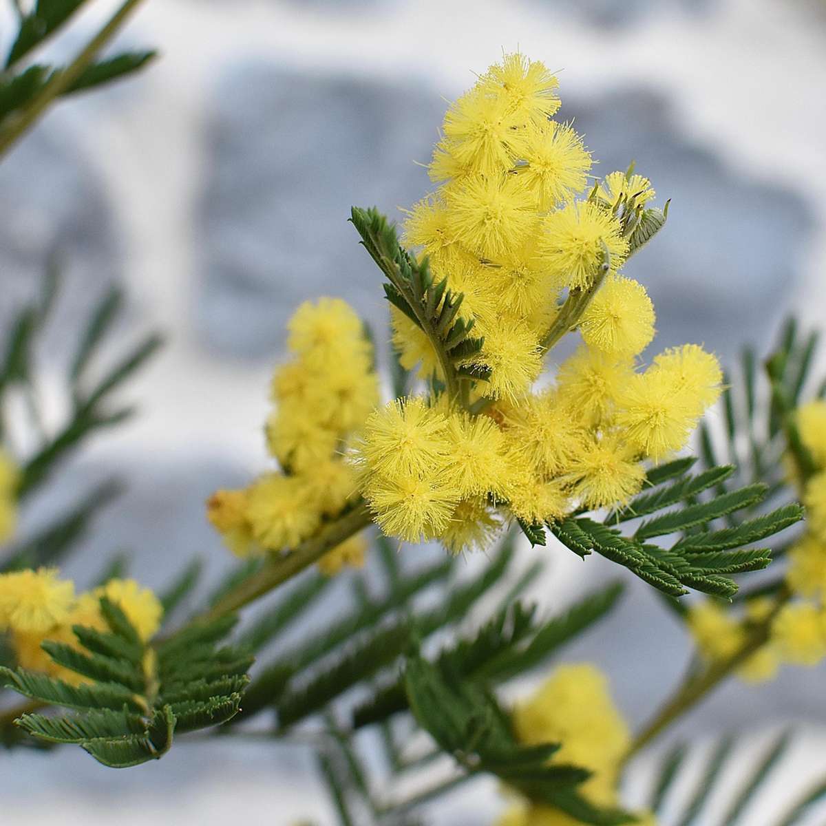 Florastore Mimosenstrauch - 6 Stk - Mimosa Dealbata - Höhe 25-40Cm - ⌀9Cm