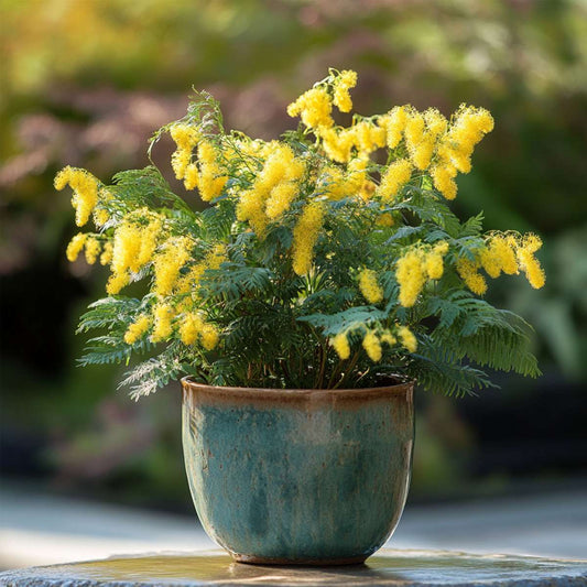 Florastore Mimosenstrauch - 3 Stk - Mimosa Dealbata - Höhe 25-40Cm - ⌀9Cm