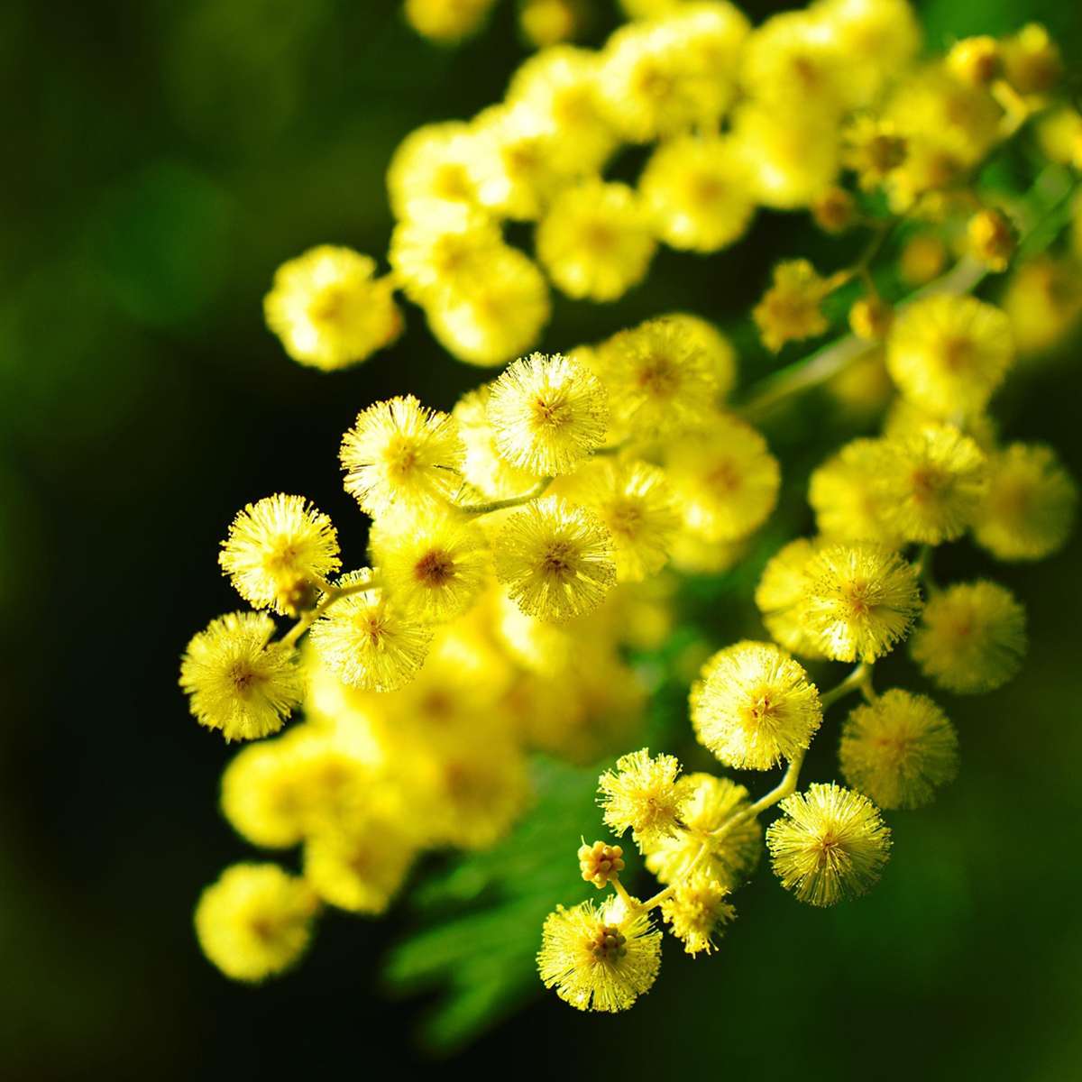 Florastore Mimosenstrauch - 3 Stk - Mimosa Dealbata - Höhe 25-40Cm - ⌀9Cm