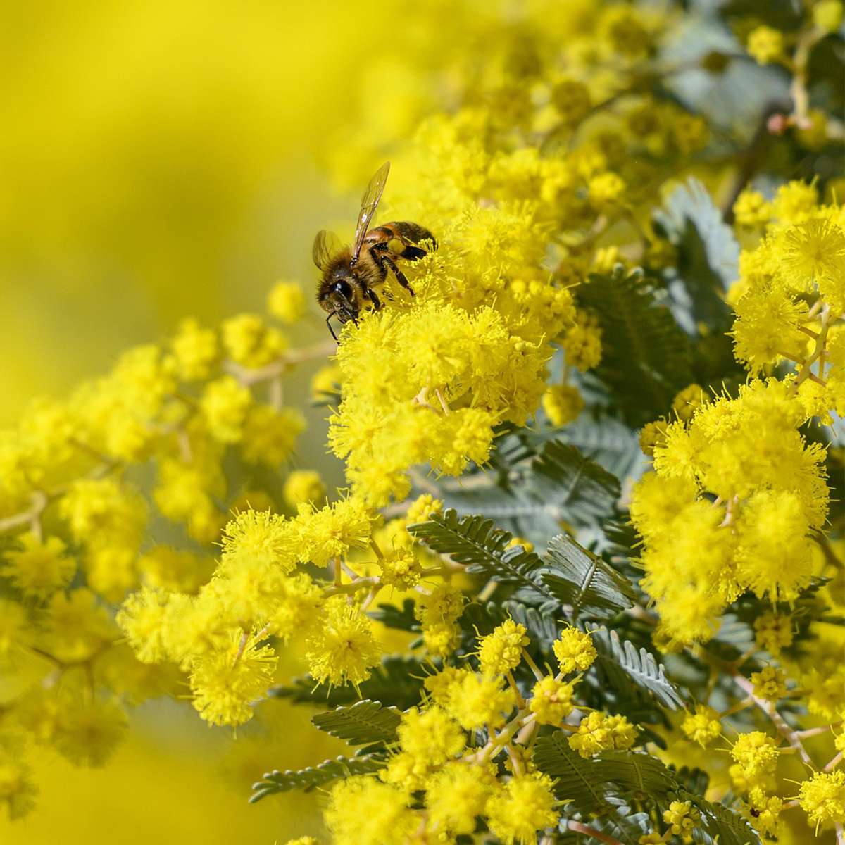 Florastore Mimosenstrauch - 3 Stk - Mimosa Dealbata - Höhe 25-40Cm - ⌀9Cm
