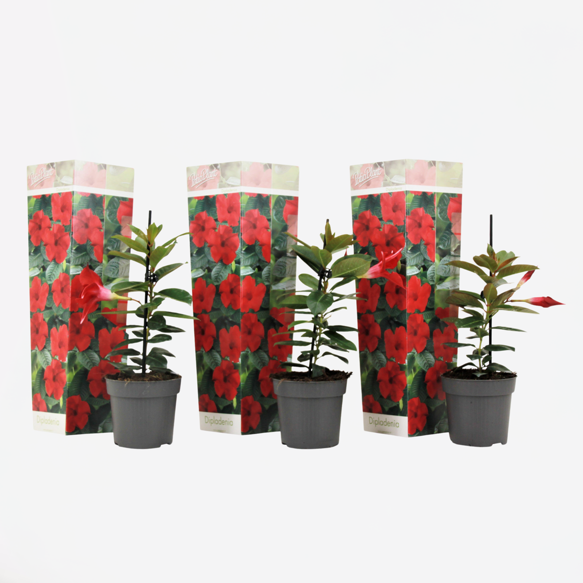 Florastore Mandeville - 3 Stk - Dipladenia Sanderii 'Rio Red' - Höhe 25-40Cm - ⌀9Cm