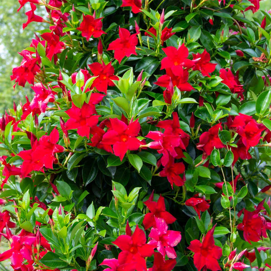 Florastore Mandeville - 3 Stk - Dipladenia Sanderii 'Rio Red' - Höhe 25-40Cm - ⌀9Cm