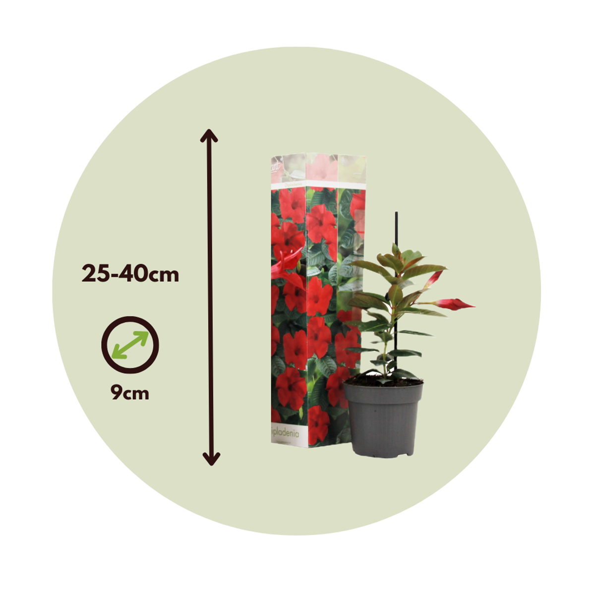 Florastore Mandeville - 3 Stk - Dipladenia Sanderii 'Rio Red' - Höhe 25-40Cm - ⌀9Cm