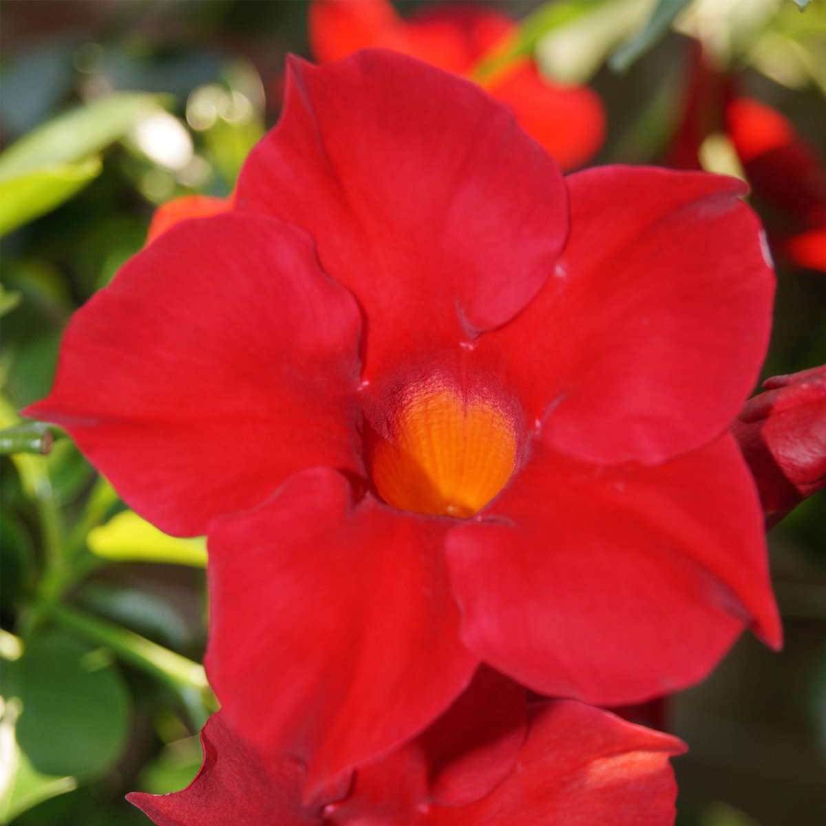 Florastore Mandeville - 3 Stk - Dipladenia Sanderii 'Rio Red' - Höhe 25-40Cm - ⌀9Cm