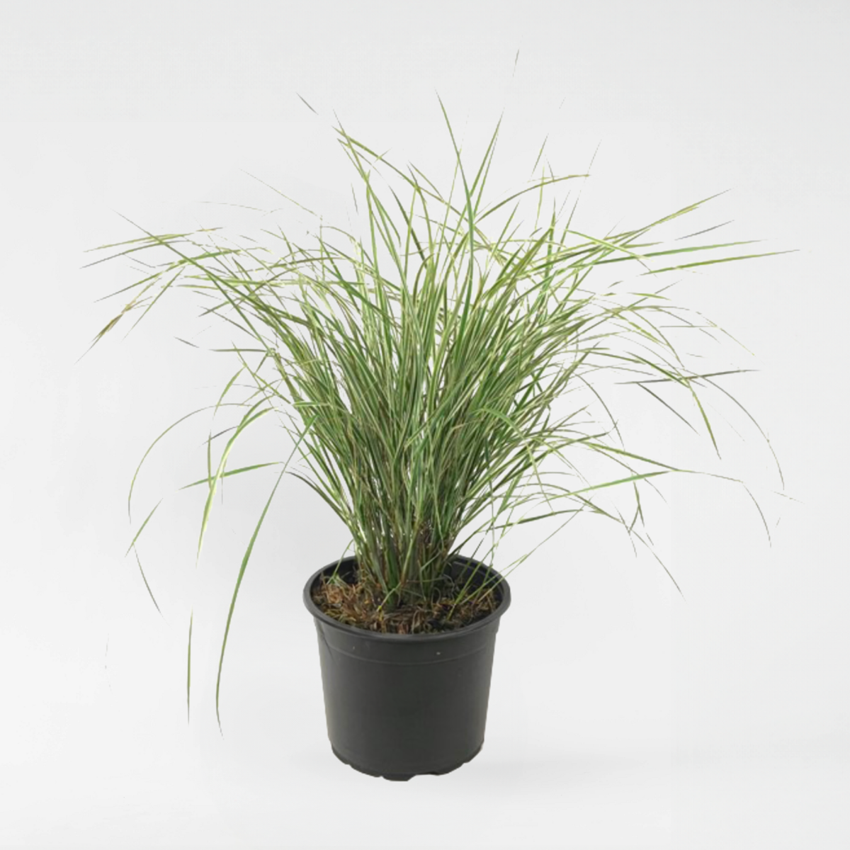 Florastore Reitgras - Calamagrostis Acutiflora 'Overdam' - Höhe 20-30Cm - ⌀23Cm