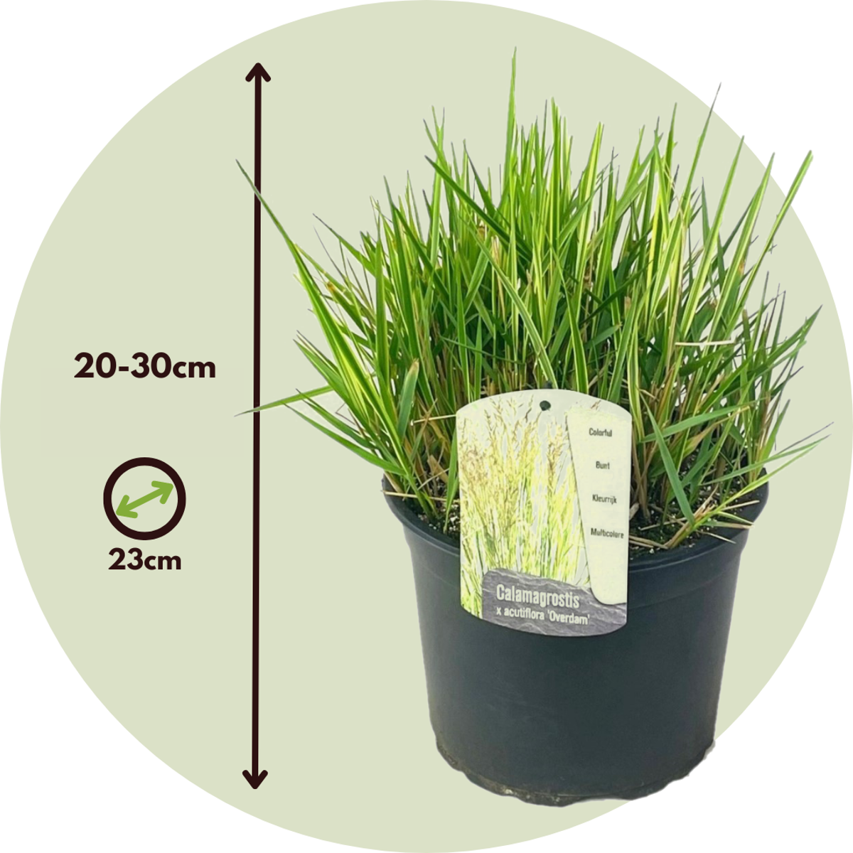 Florastore Reitgras - Calamagrostis Acutiflora 'Overdam' - Höhe 20-30Cm - ⌀23Cm