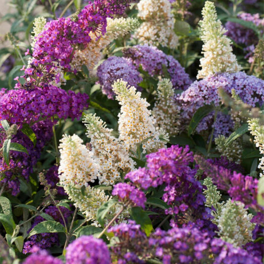 Florastore Schmetterlingsfliedern - 3 Stk - Buddleja Davidii - Höhe 25-40Cm - ⌀9Cm