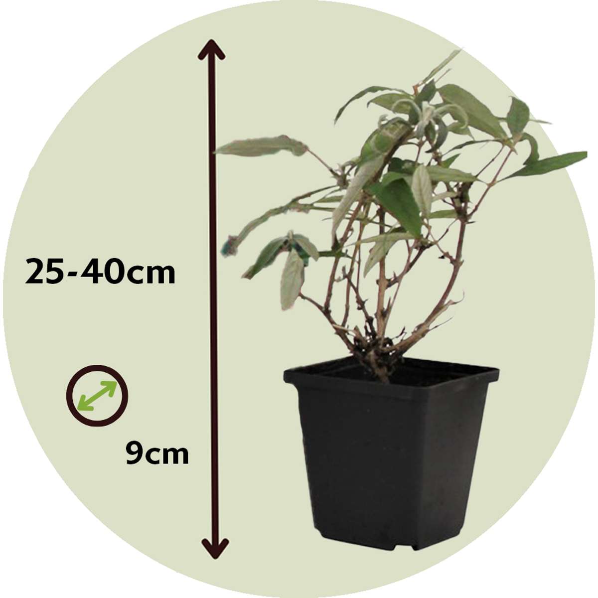 Florastore Schmetterlingsfliedern - 3 Stk - Buddleja Davidii - Höhe 25-40Cm - ⌀9Cm