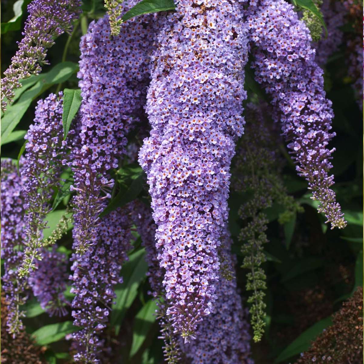 Florastore Schmetterlingsfliedern - 3 Stk - Buddleja Davidii - Höhe 25-40Cm - ⌀9Cm