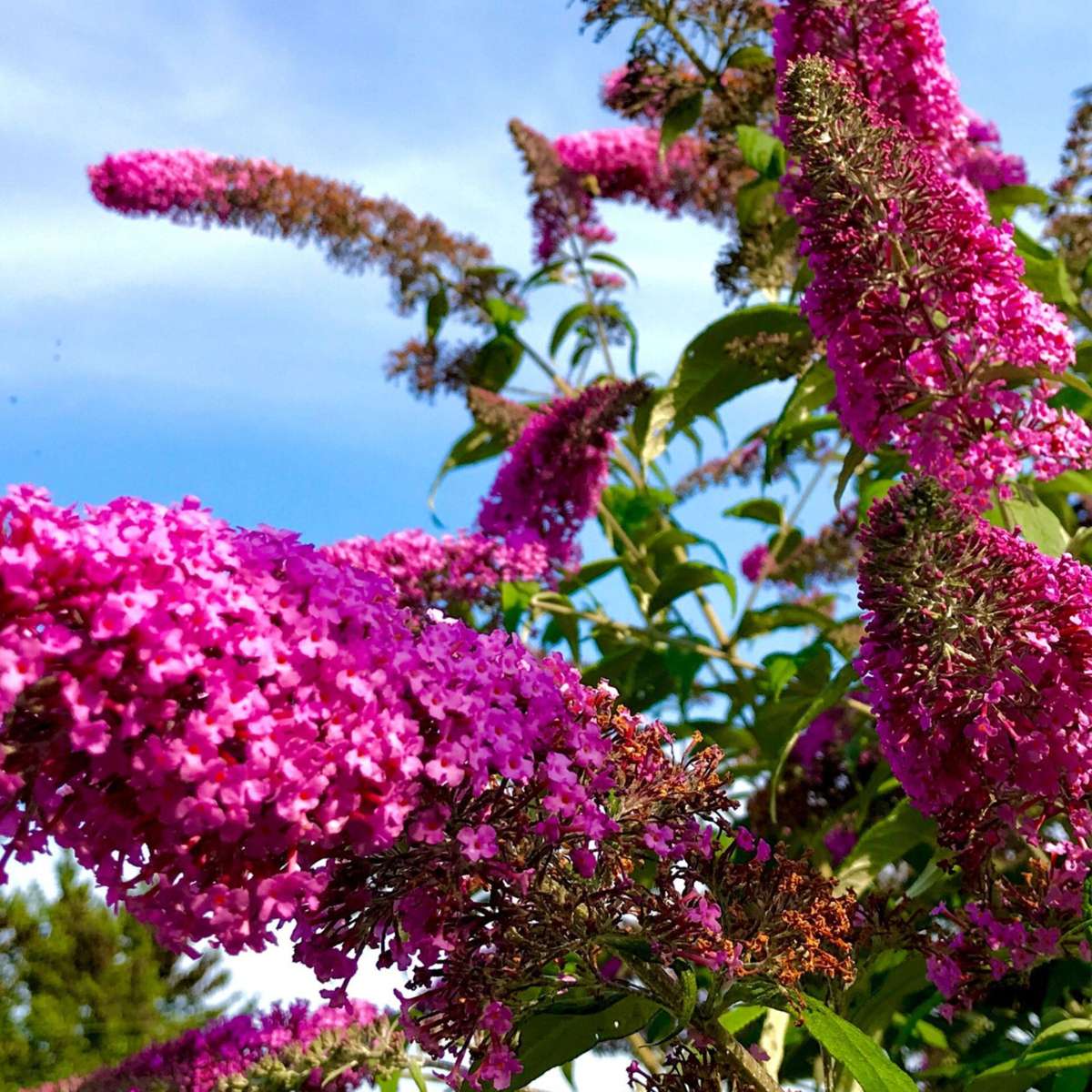Florastore Schmetterlingsfliedern - 3 Stk - Buddleja Davidii - Höhe 25-40Cm - ⌀9Cm