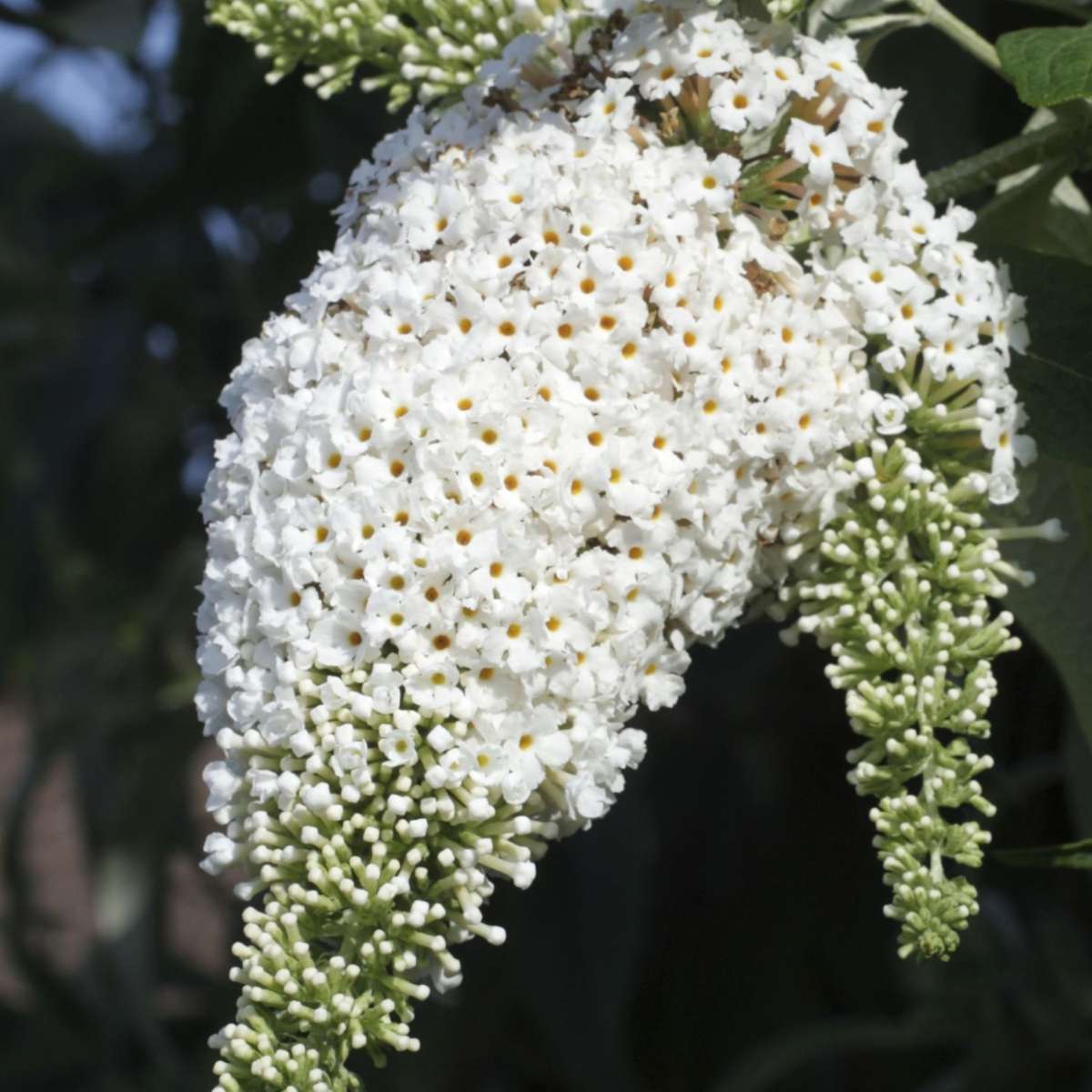 Florastore Schmetterlingsfliedern - 3 Stk - Buddleja Davidii - Höhe 25-40Cm - ⌀9Cm