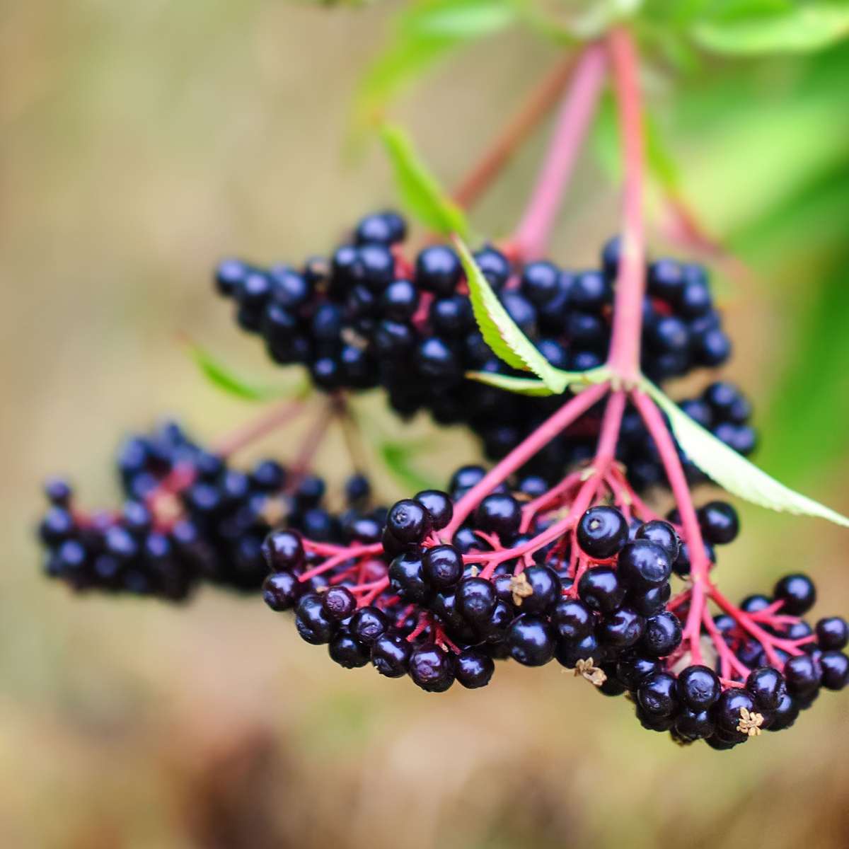 Florastore Beerenpflanzen - 4 Stk - Rubus, Rubrum, Uva, Fructosus - Höhe 25-40Cm - ⌀9Cm