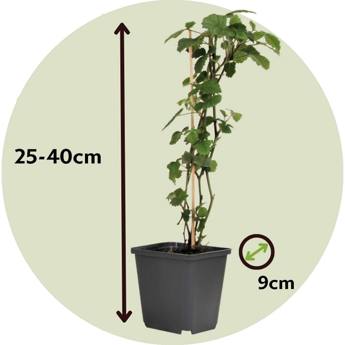 Florastore Engelstrompete - 6 Stk - Brugmansia - Höhe 25-40Cm - ⌀9Cm
