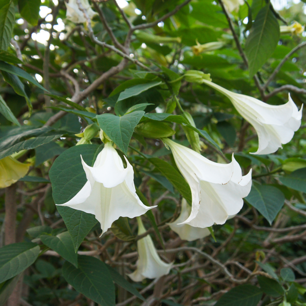 Florastore Engelstrompete - 6 Stk - Brugmansia - Höhe 25-40Cm - ⌀9Cm