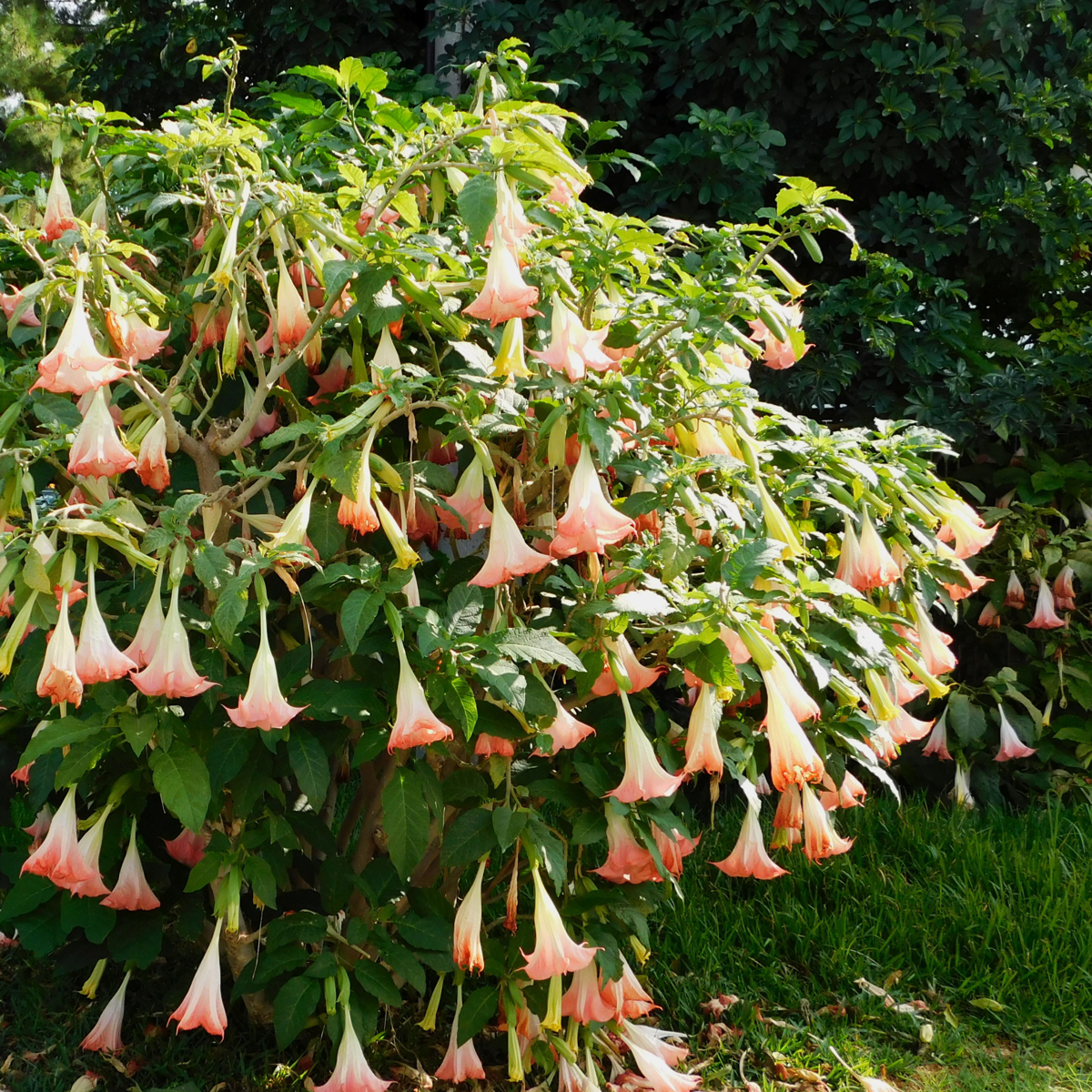 Florastore Engelstrompete - 6 Stk - Brugmansia - Höhe 25-40Cm - ⌀9Cm