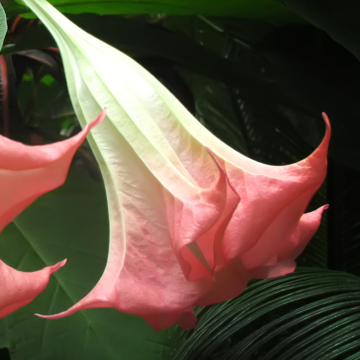 Florastore Engelstrompete - 6 Stk - Brugmansia - Höhe 25-40Cm - ⌀9Cm