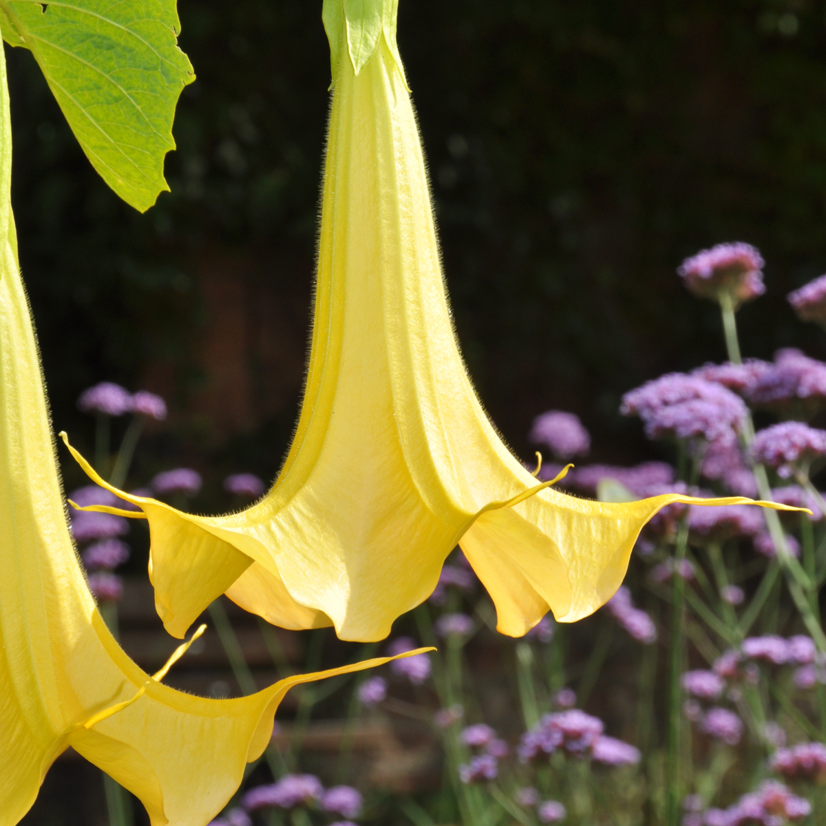 Florastore Engelstrompete - 6 Stk - Brugmansia - Höhe 25-40Cm - ⌀9Cm