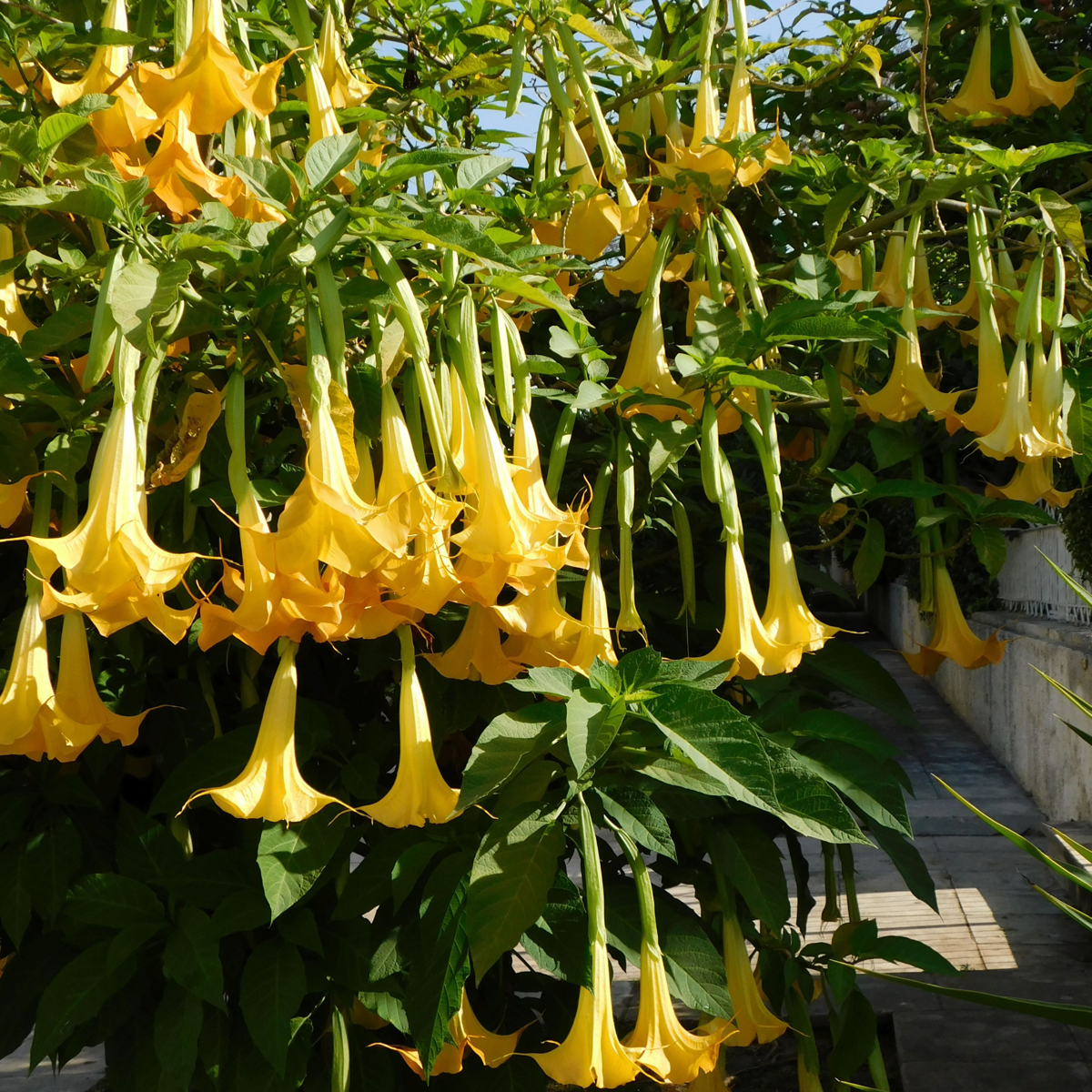 Florastore Engelstrompete - 3 Stk - Brugmansia - Höhe 25-40Cm - ⌀9Cm