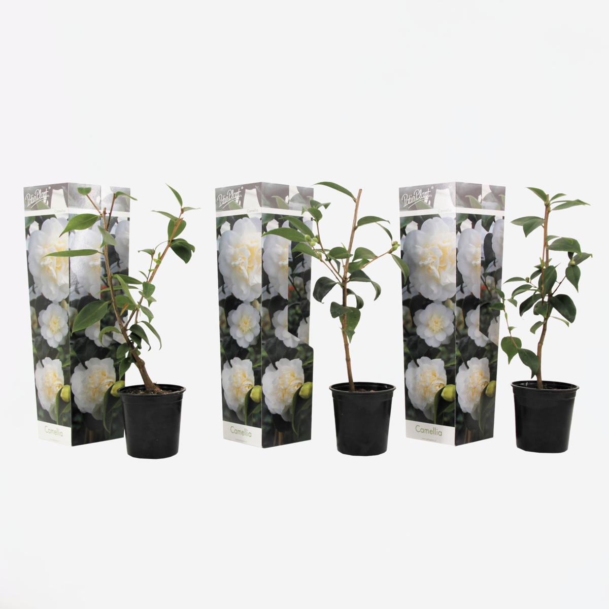 Florastore Japanische Rose - 3 Stk - Camellia Japonica 'Brush Field' - Höhe 25-40Cm - ⌀9Cm