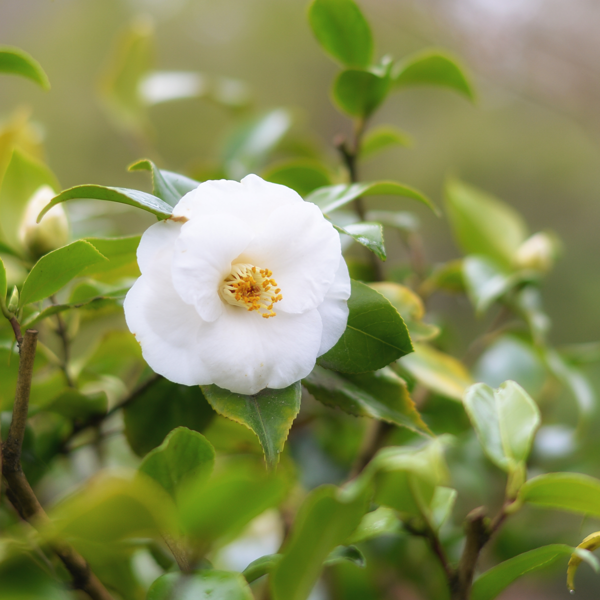 Florastore Japanische Rose - 3 Stk - Camellia Japonica 'Brush Field' - Höhe 25-40Cm - ⌀9Cm