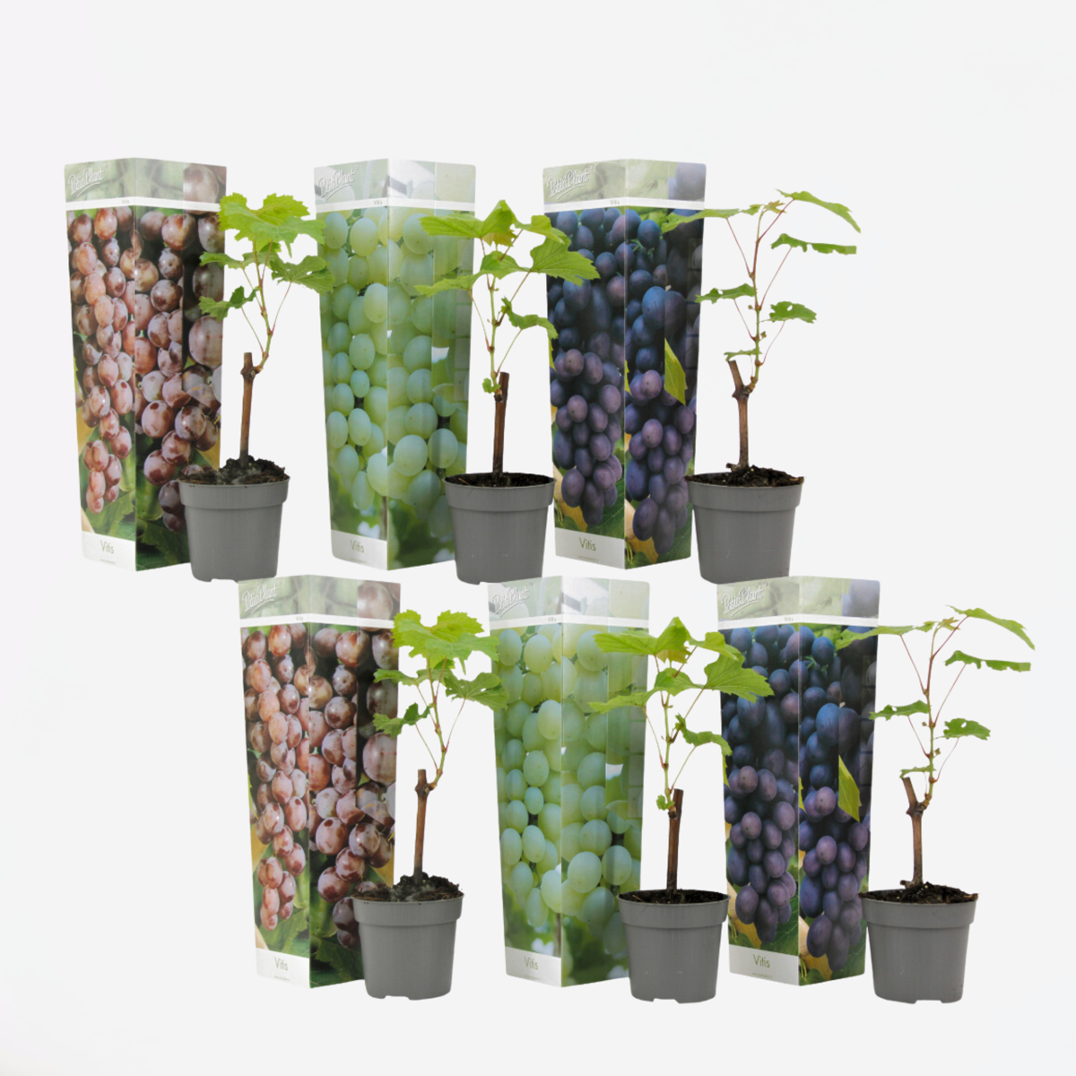 Florastore Traubenpflanze - 6 Stk - Vitis Vinifera - Höhe 25-40Cm - ⌀9Cm