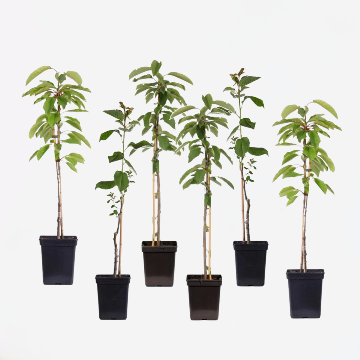 Florastore Apfelbäume - 6 Stk - Malus - Höhe 60-70Cm - ⌀9Cm