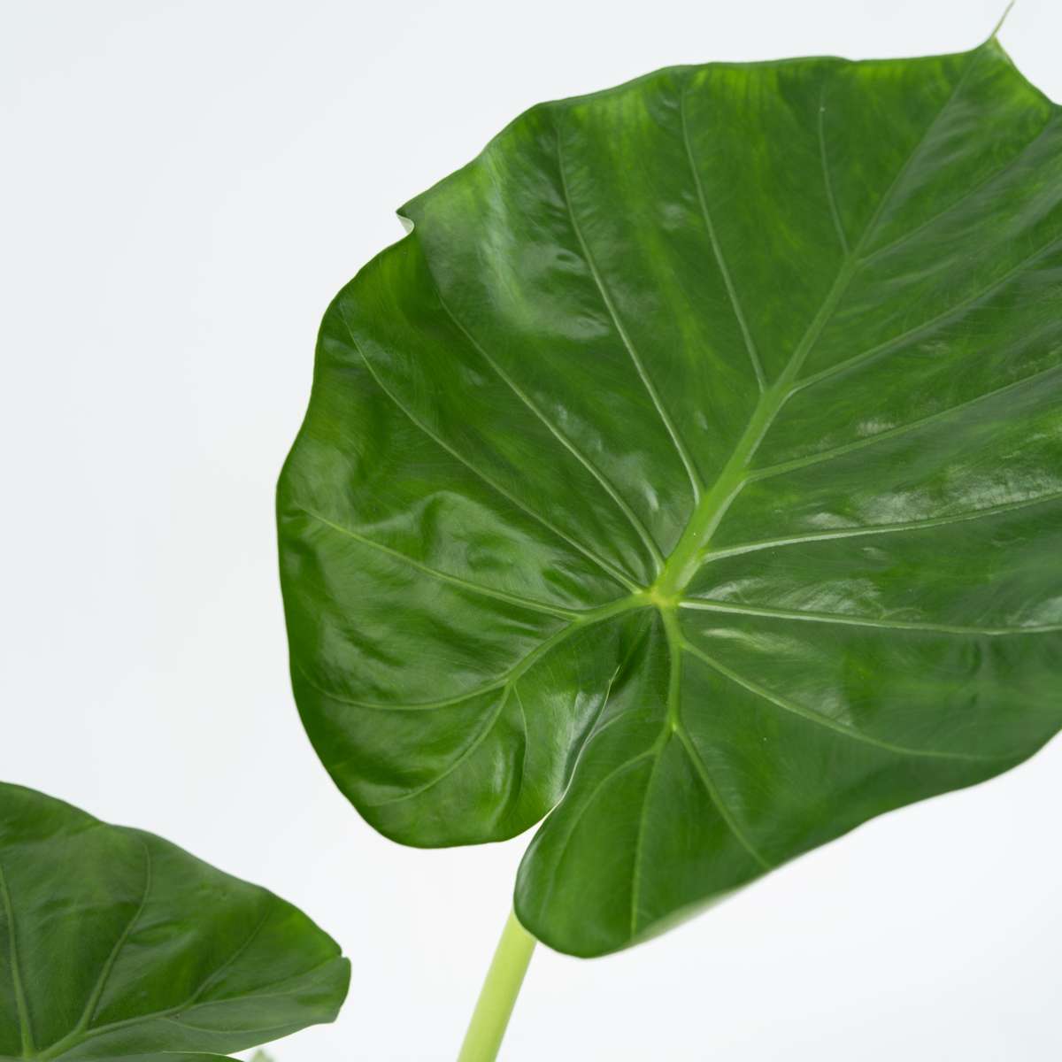 Florastore Alokasie - 4 Stk - Alocasia 'Macrorrhizos' - Höhe 60-70Cm - ⌀17Cm