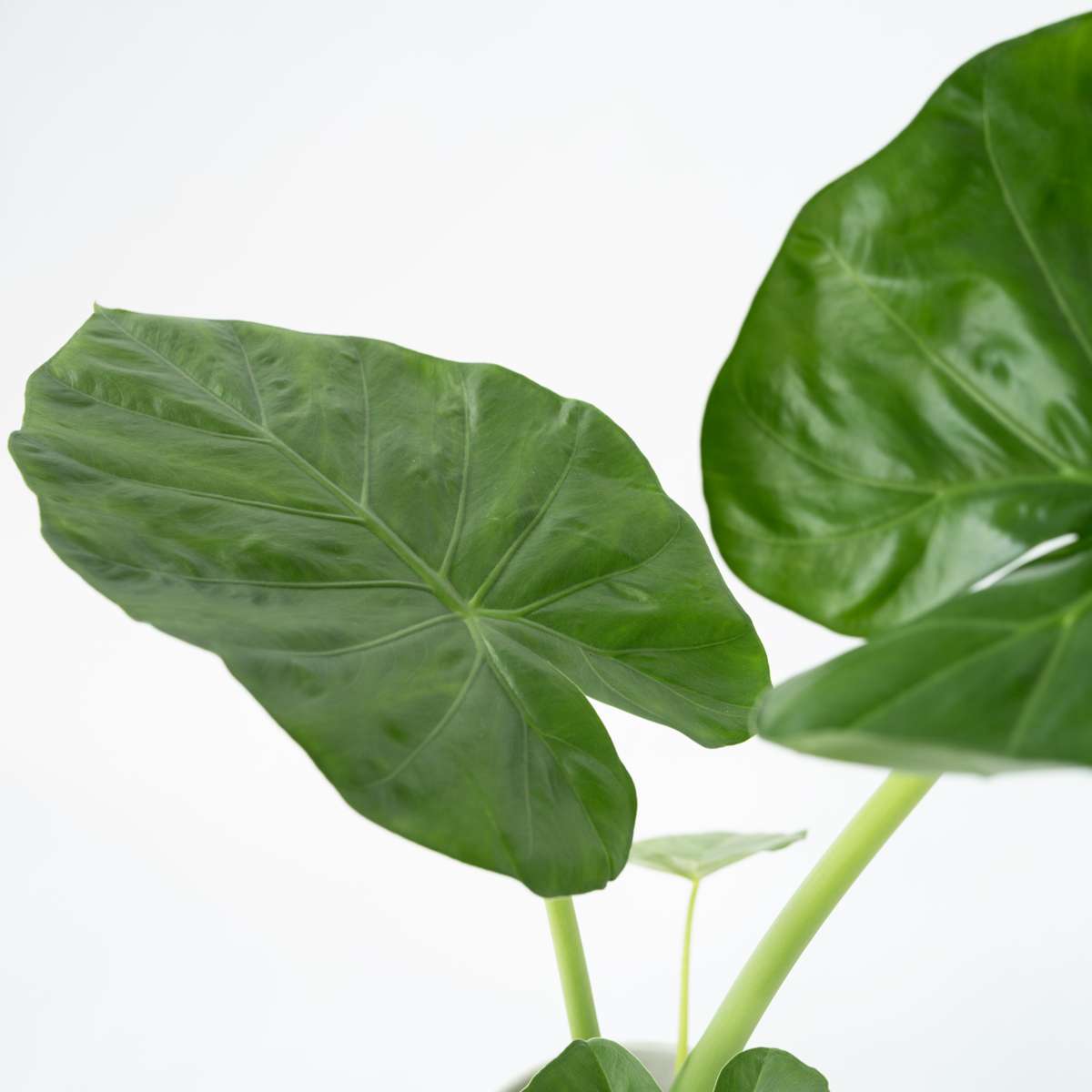 Florastore Alokasie - 4 Stk - Alocasia 'Macrorrhizos' - Höhe 60-70Cm - ⌀17Cm