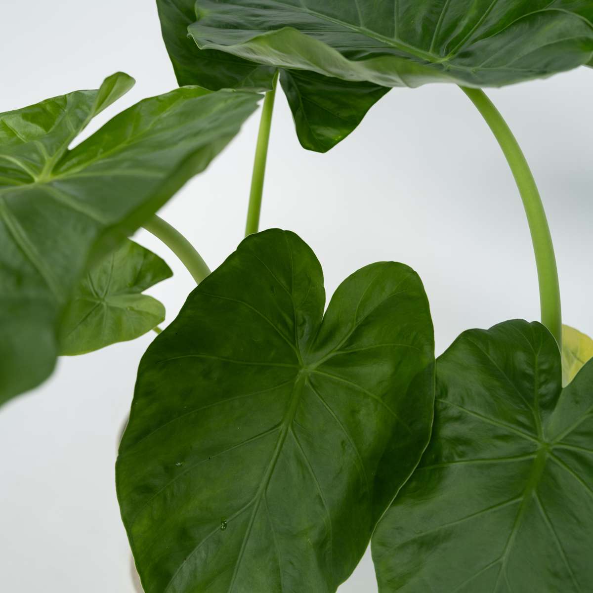 Florastore Alokasie - 4 Stk - Alocasia 'Macrorrhizos' - Höhe 60-70Cm - ⌀17Cm