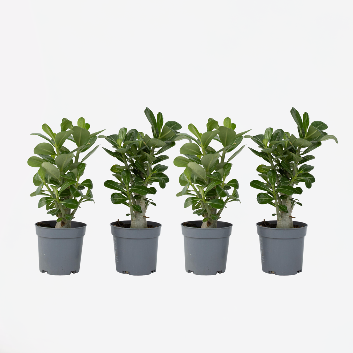 Florastore Wüstenrose - 4 Stk - Adenium Obesum - Höhe 25-40Cm - ⌀11Cm