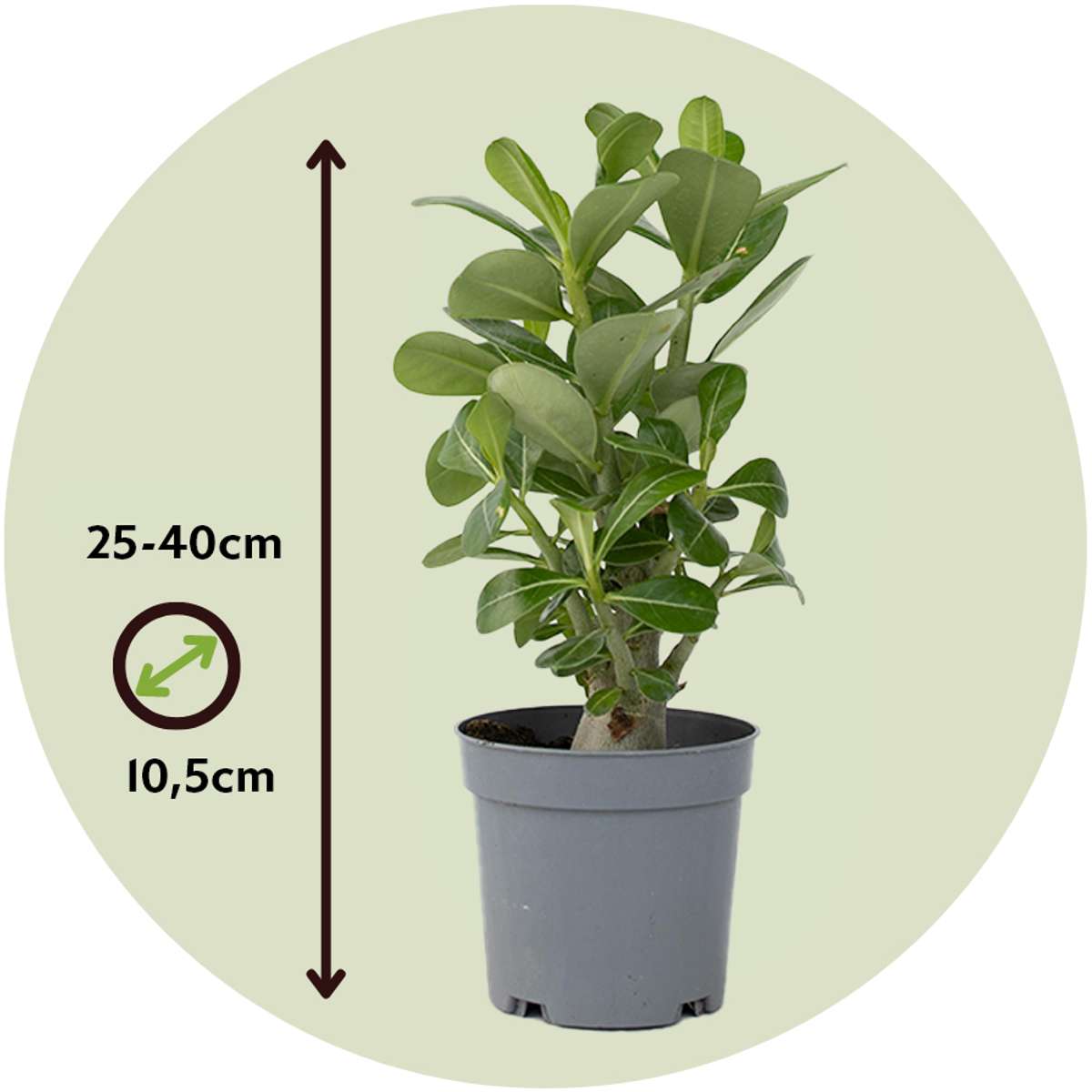Florastore Wüstenrose - 4 Stk - Adenium Obesum - Höhe 25-40Cm - ⌀11Cm