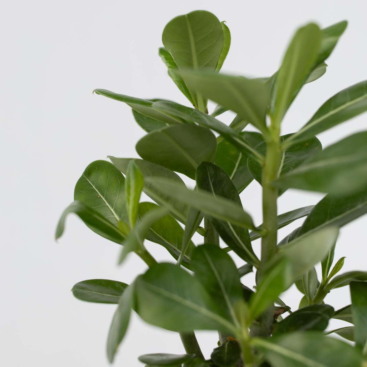 Florastore Wüstenrose - 4 Stk - Adenium Obesum - Höhe 25-40Cm - ⌀11Cm