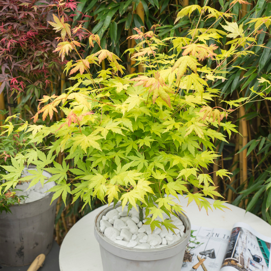 Florastore Japanischer Ahorn - 3 Stk - Acer Palmatum - Höhe 60-70Cm - ⌀19Cm