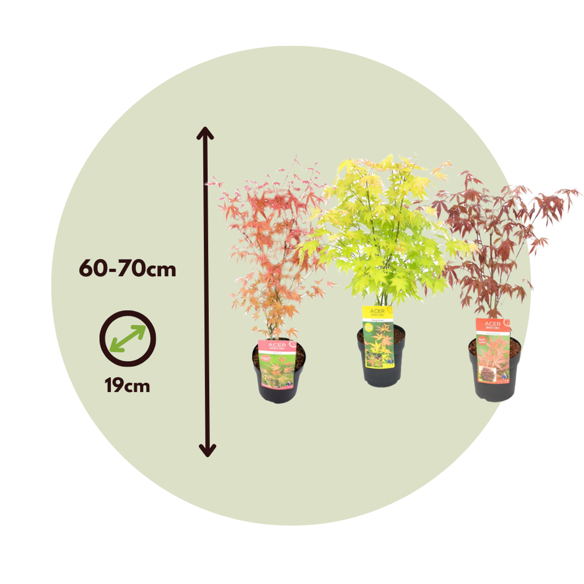 Florastore Japanischer Ahorn - 3 Stk - Acer Palmatum - Höhe 60-70Cm - ⌀19Cm