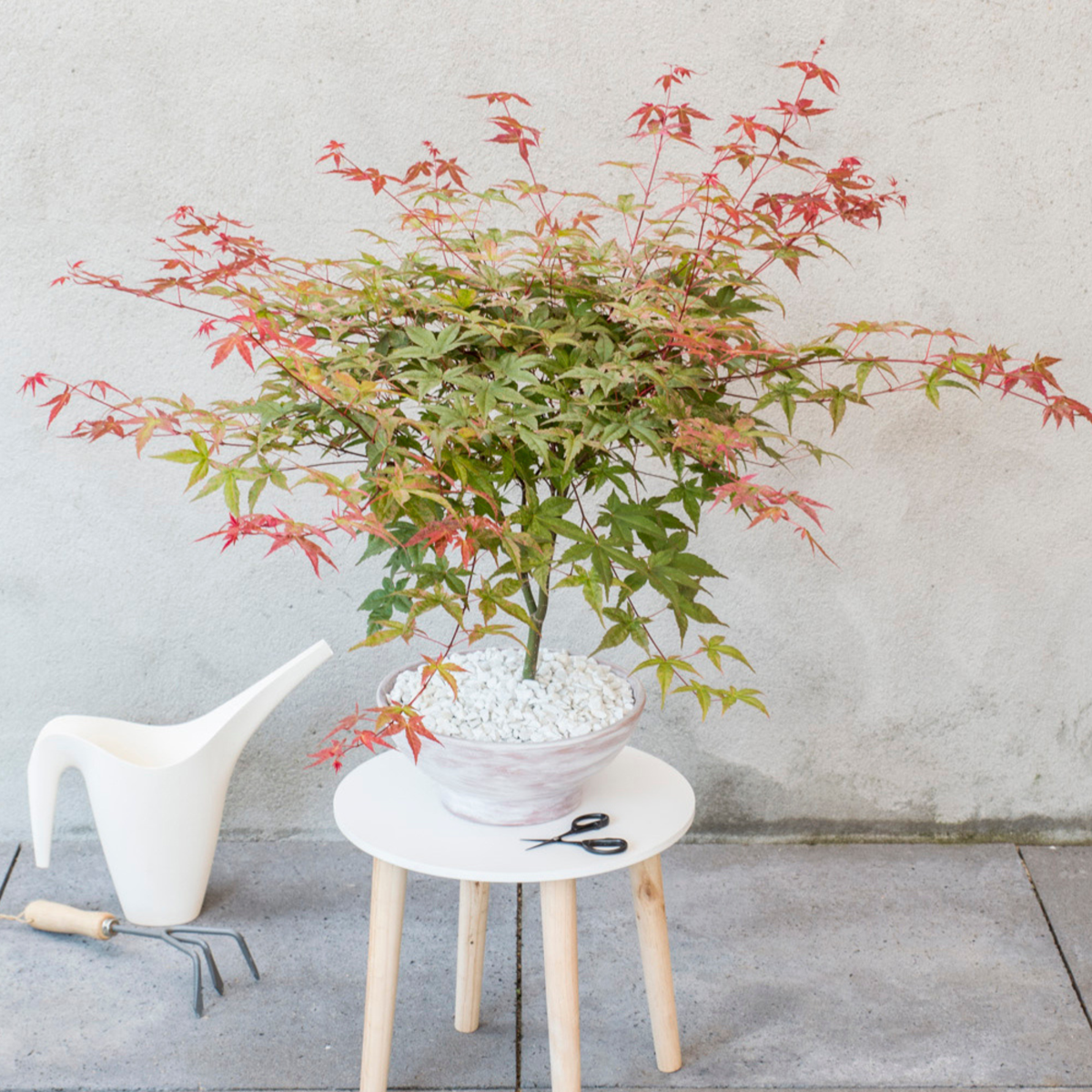 Florastore Japanischer Ahorn - 3 Stk - Acer Palmatum - Höhe 60-70Cm - ⌀19Cm