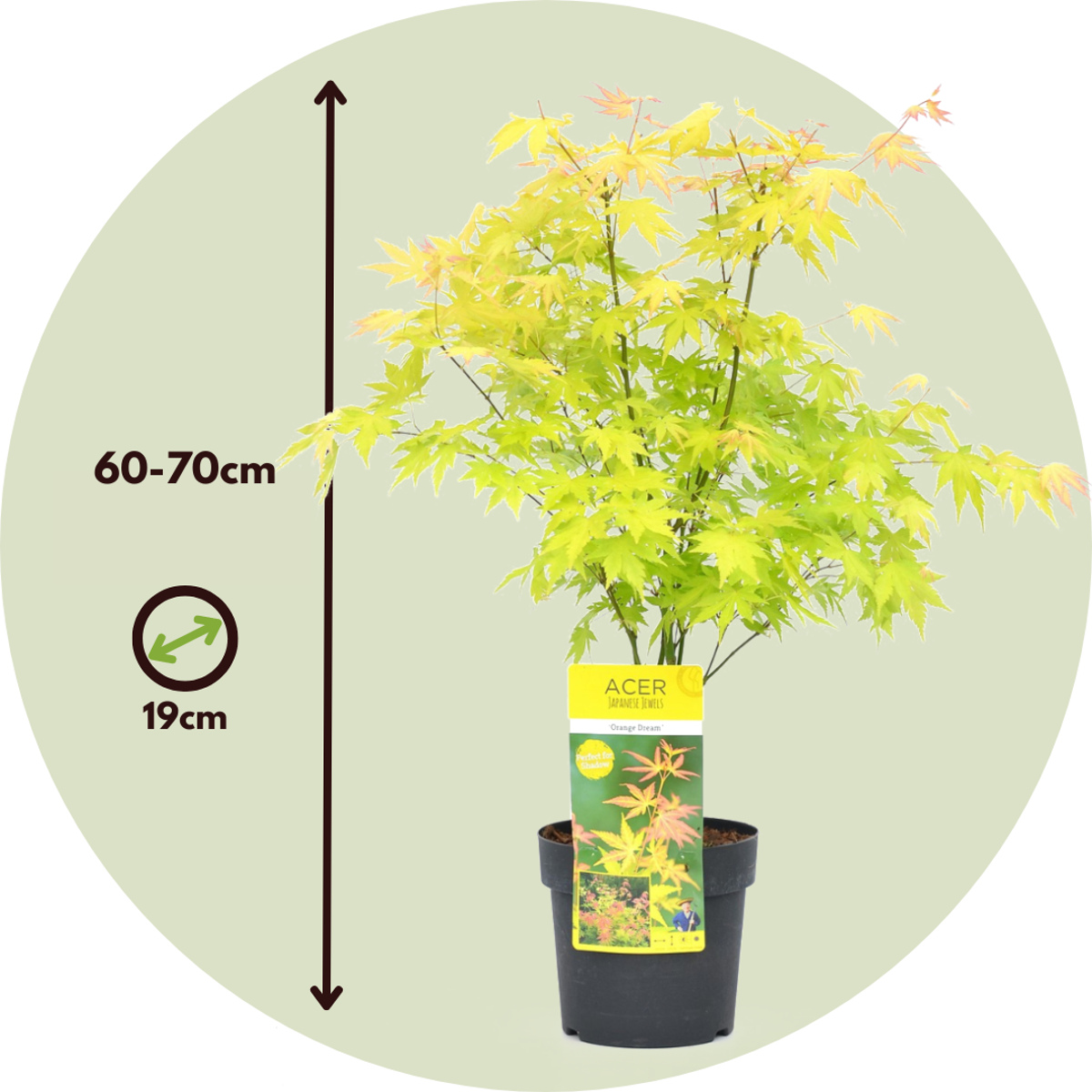 Florastore Japanischer Ahorn - 2 Stk - Acer Palmatum 'Orange Dream' - Höhe 60-70Cm - ⌀19Cm