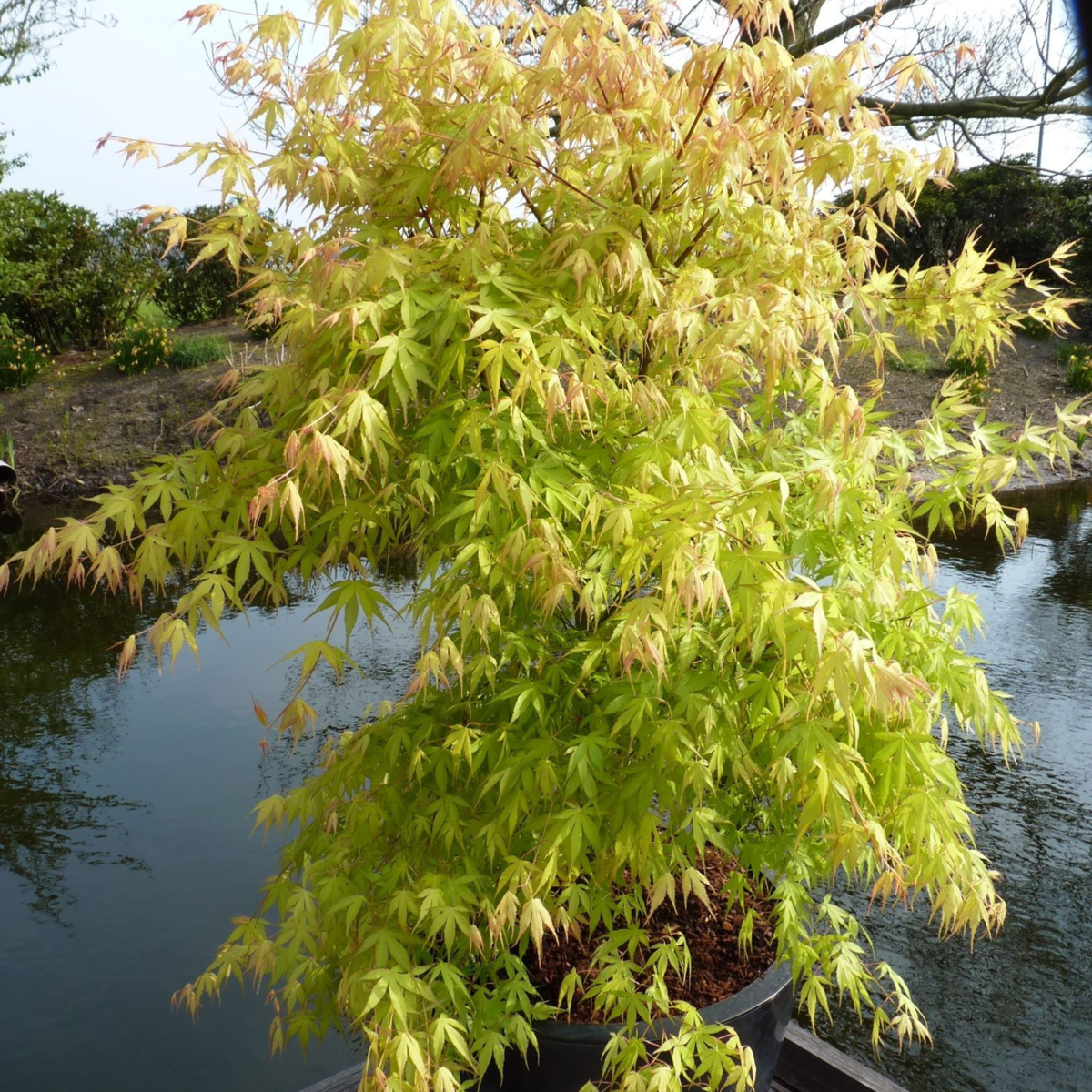 Florastore Japanischer Ahorn - 2 Stk - Acer Palmatum 'Orange Dream' - Höhe 60-70Cm - ⌀19Cm