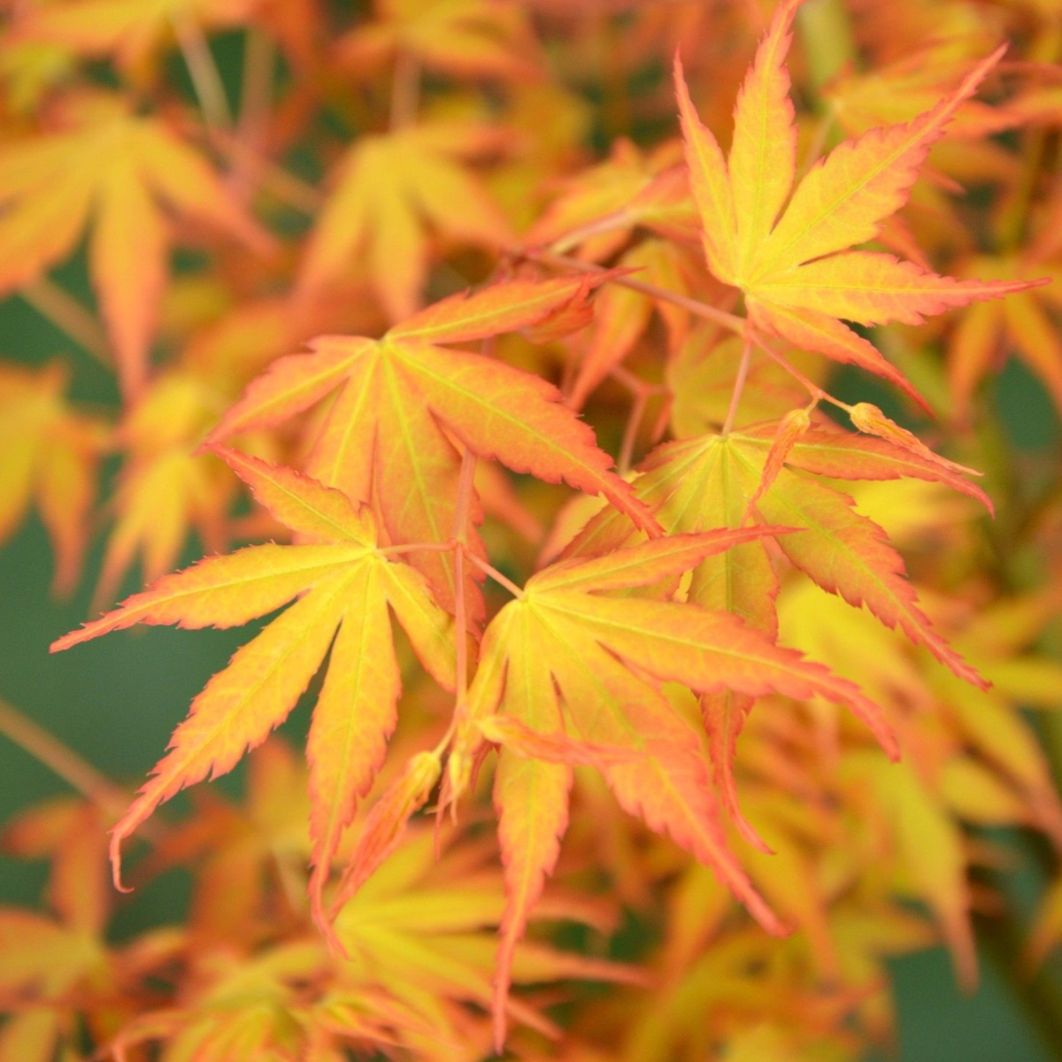 Florastore Japanischer Ahorn - 2 Stk - Acer Palmatum 'Orange Dream' - Höhe 60-70Cm - ⌀19Cm