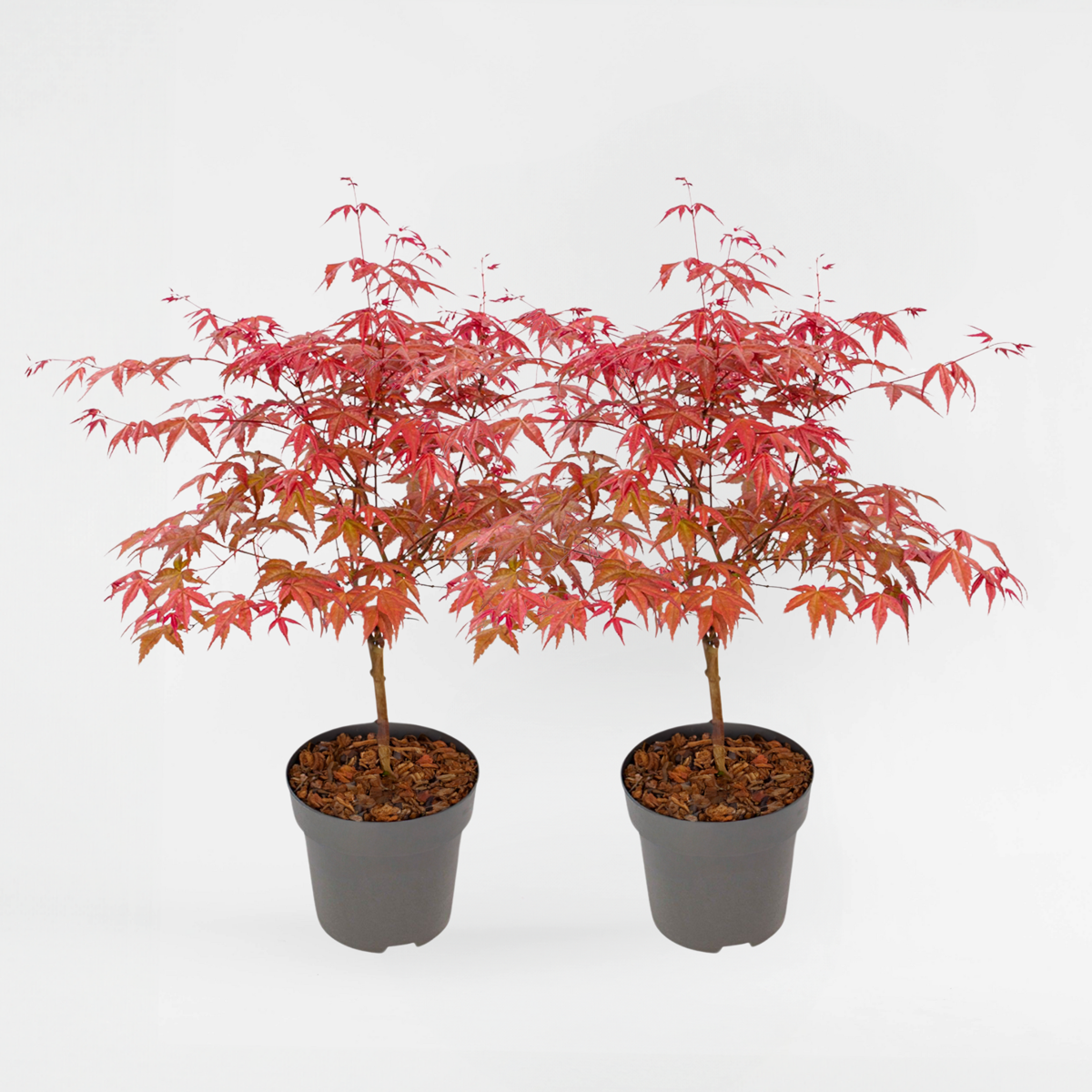 Florastore Japanischer Ahorn - 2 Stk - Acer Palmatum 'Beni Maiko' - Höhe 60-70Cm - ⌀19Cm