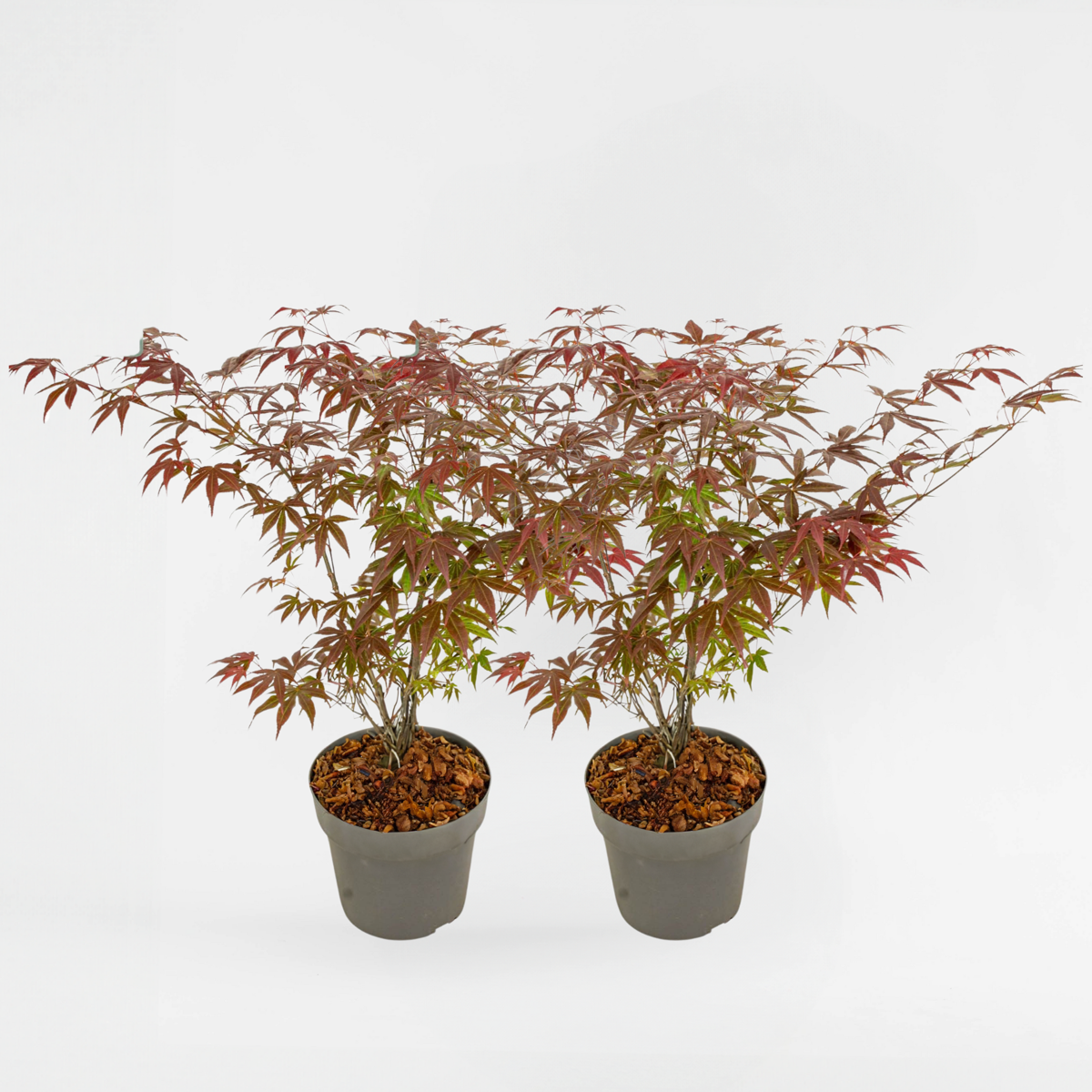 Florastore Japanischer Ahorn - 2 Stk - Acer Palmatum 'Atropurpureum' - Höhe 60-70Cm - ⌀19Cm