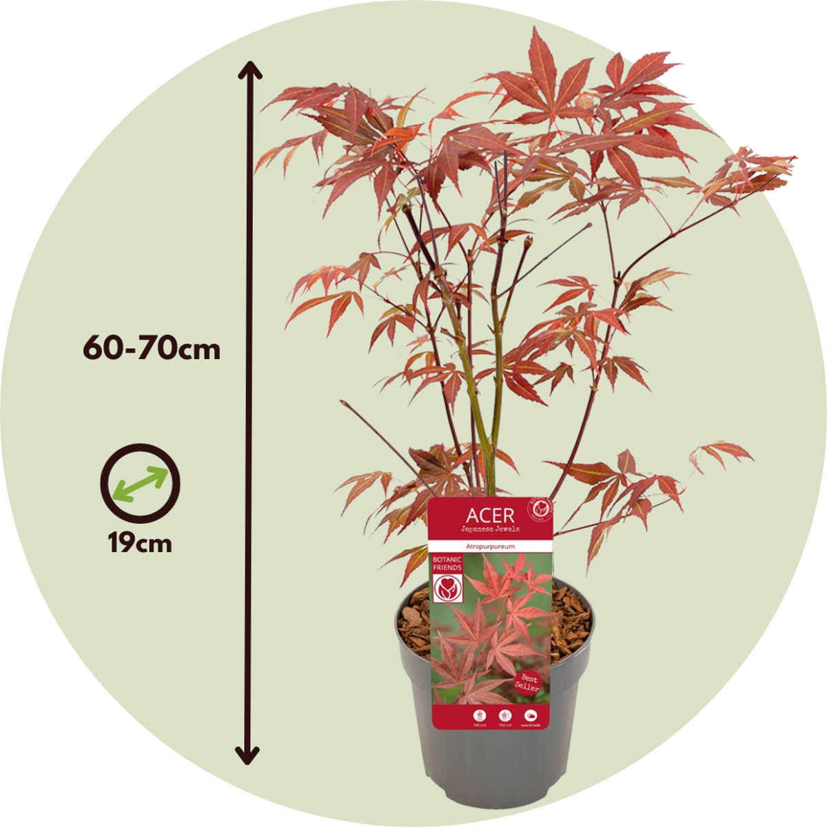 Florastore Japanischer Ahorn - 2 Stk - Acer Palmatum 'Atropurpureum' - Höhe 60-70Cm - ⌀19Cm