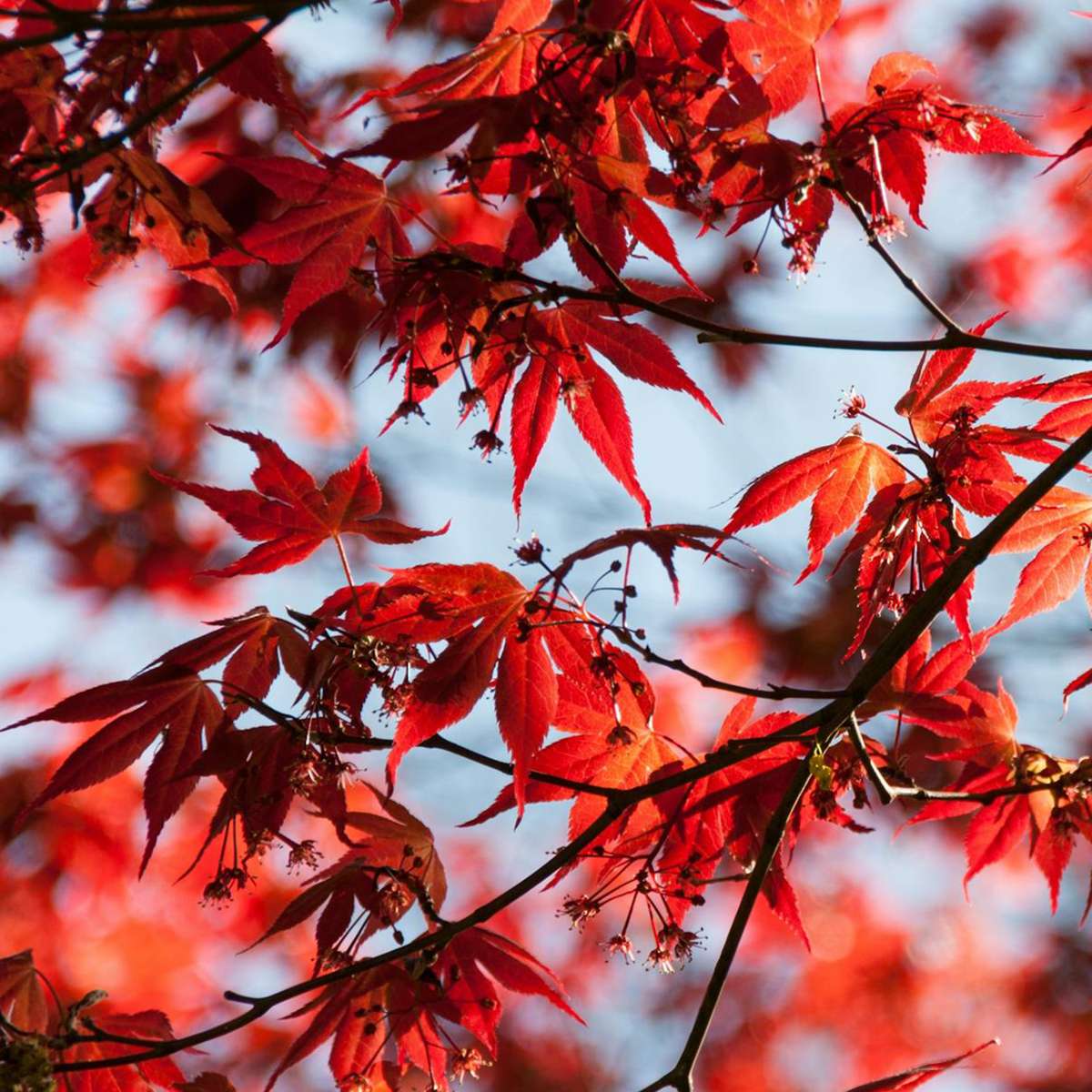Florastore Japanischer Ahorn - 2 Stk - Acer Palmatum 'Atropurpureum' - Höhe 60-70Cm - ⌀19Cm